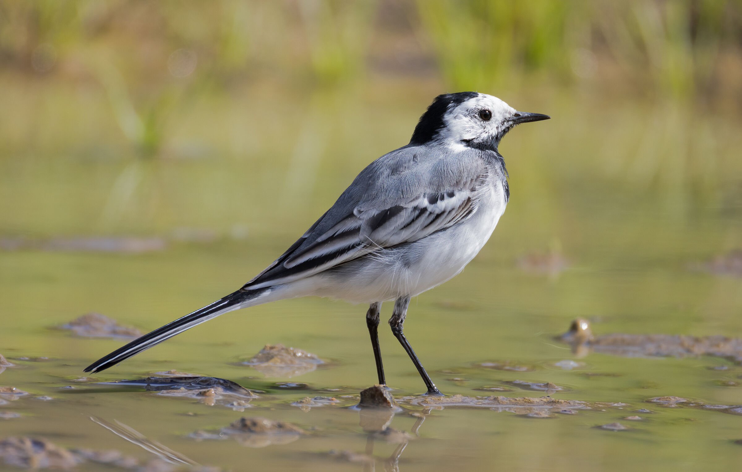 white wagtail