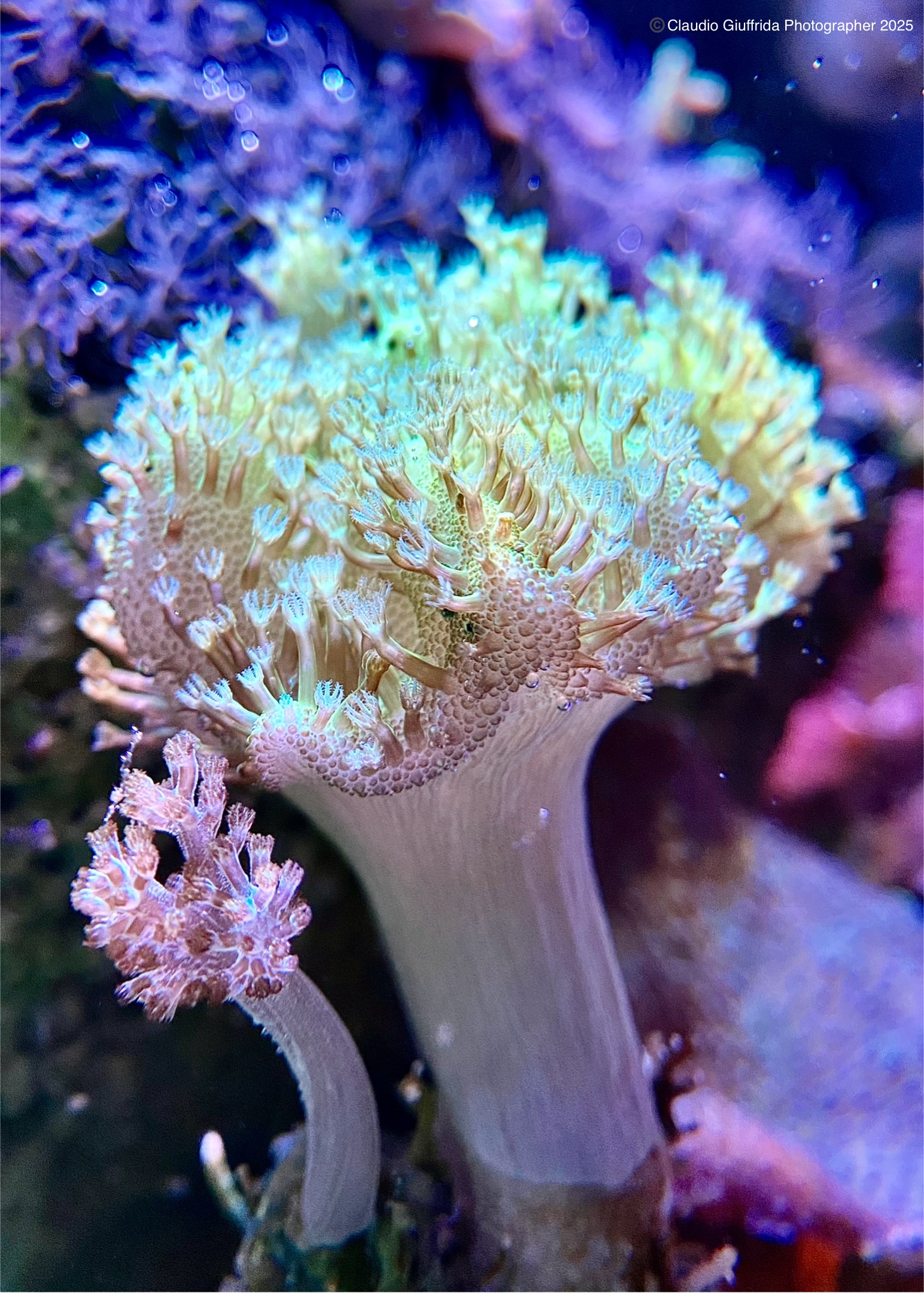 Lobophytum e Capnella
