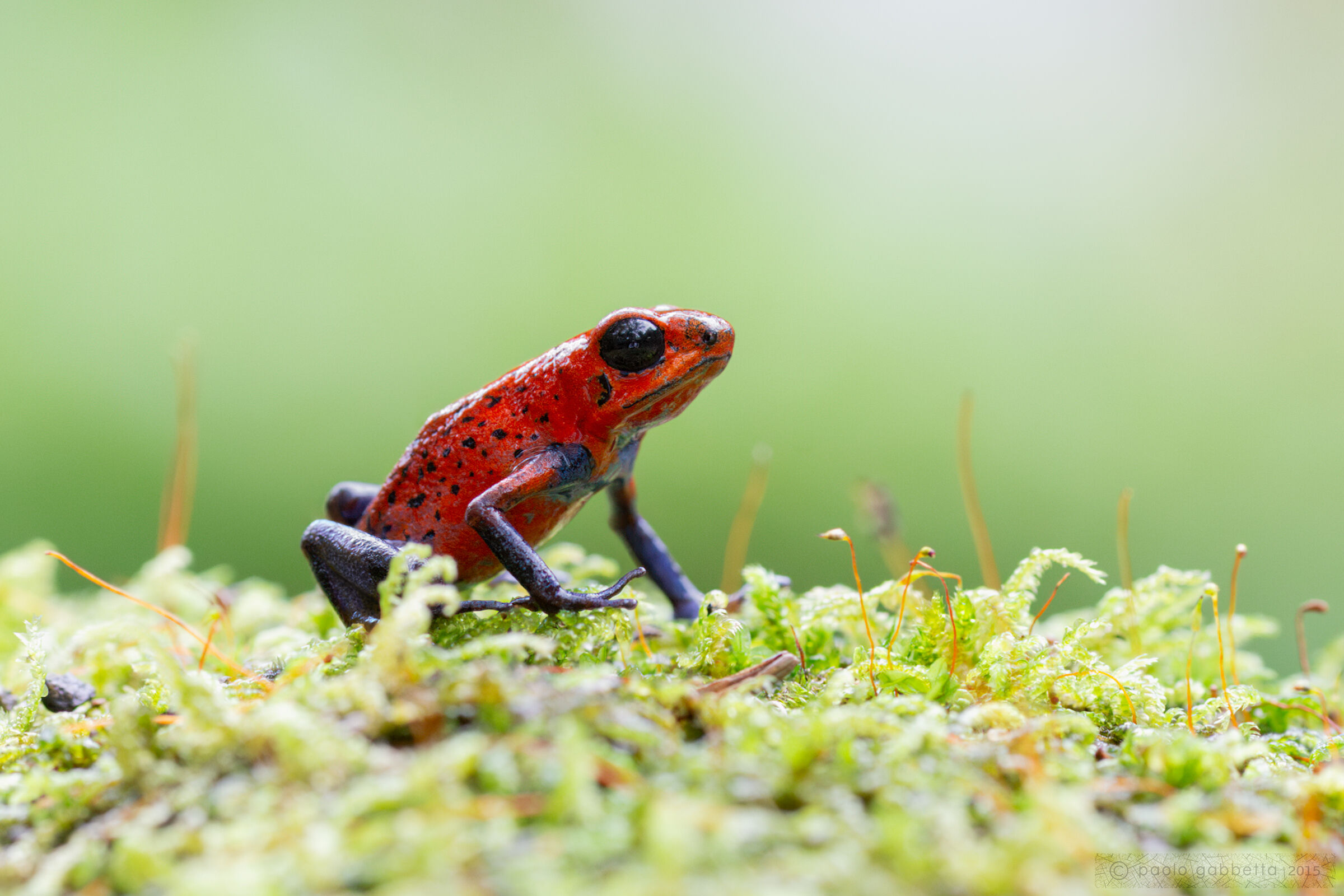 Blue jeans poison frog