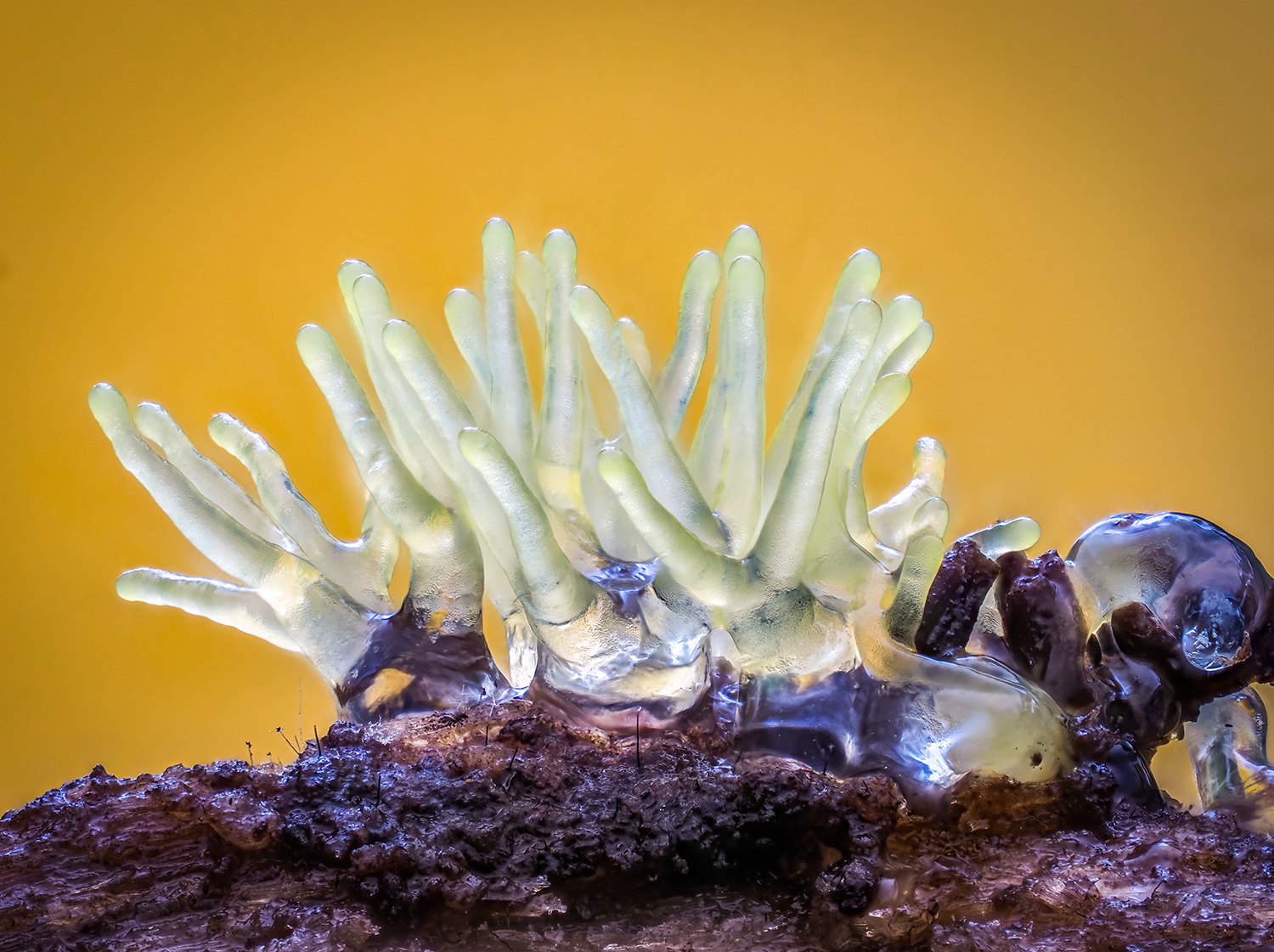 Ceratiomyxa fruticulosa