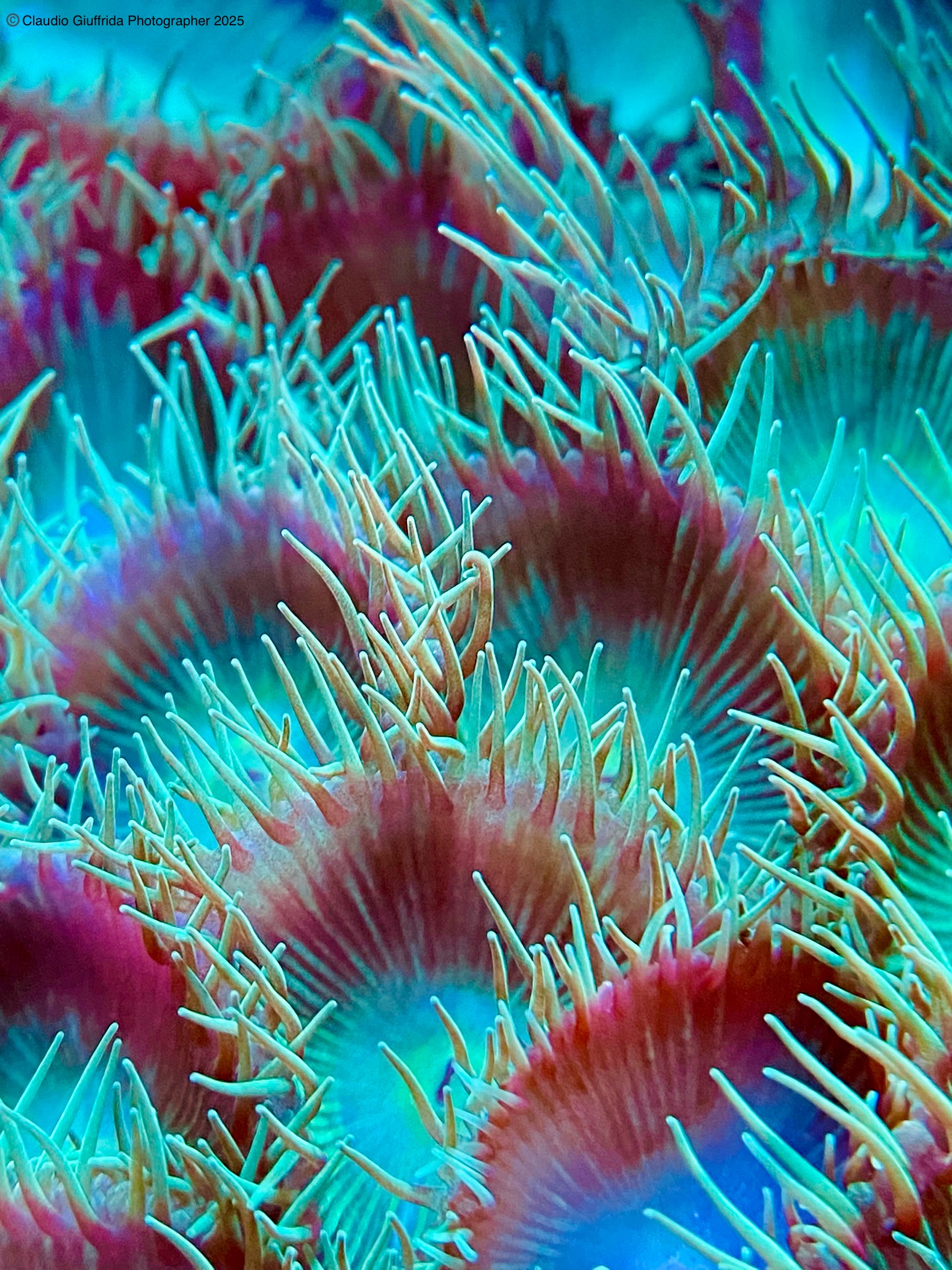 Protopalythoa