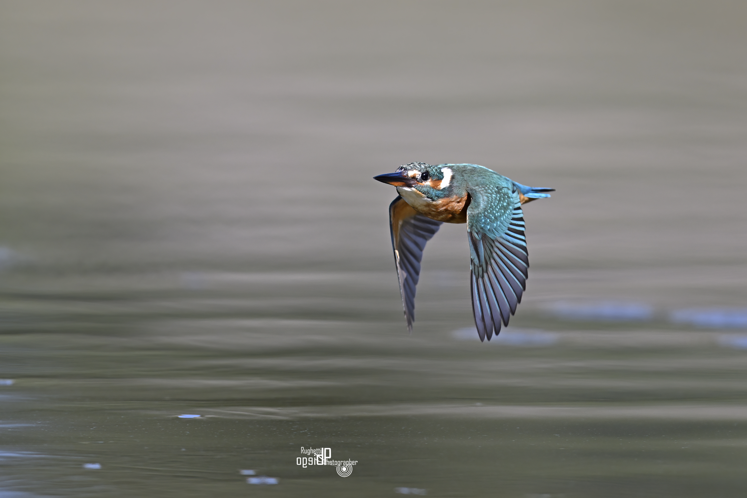 Kingfisher in flight