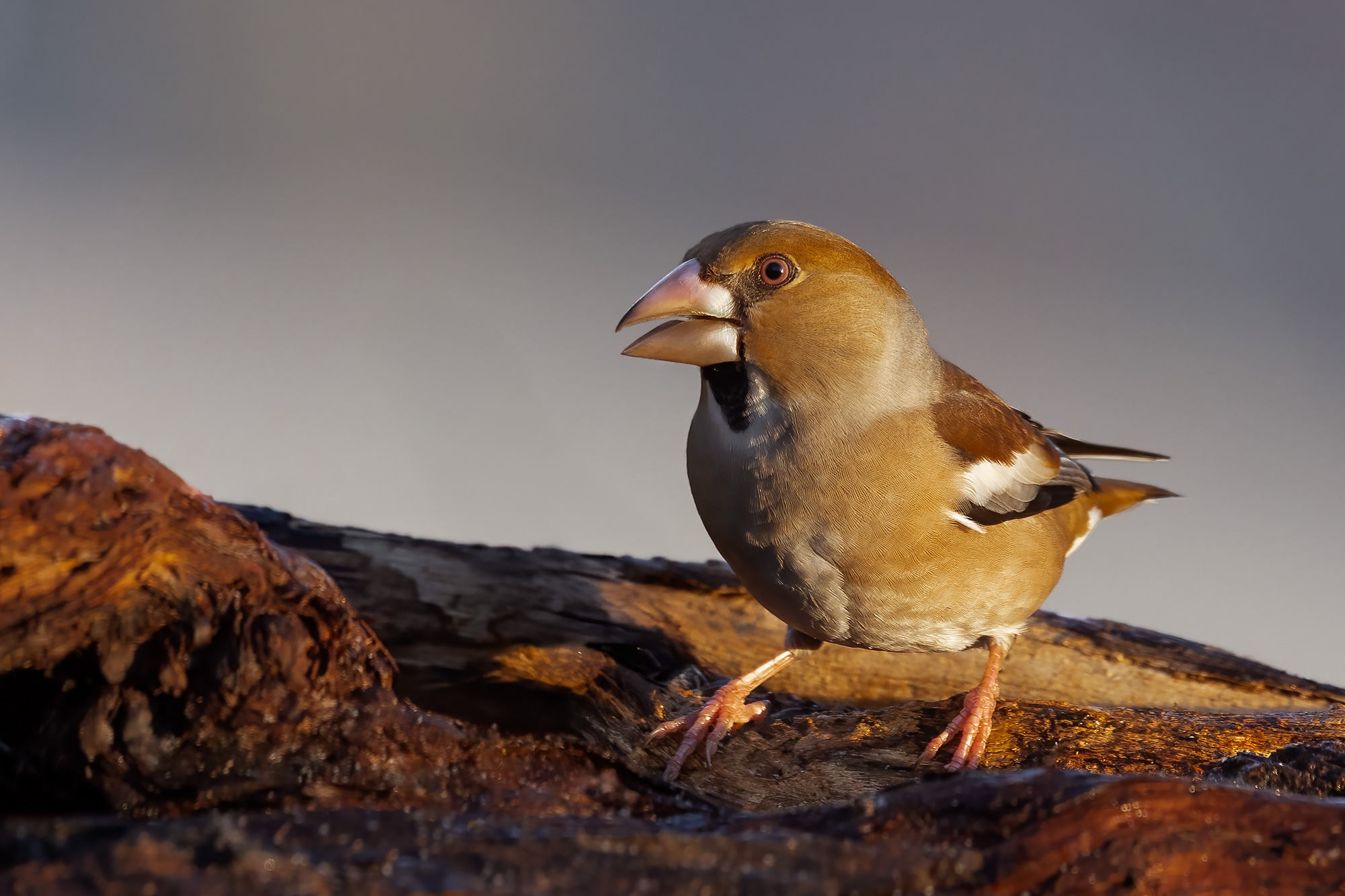 Hawfinch