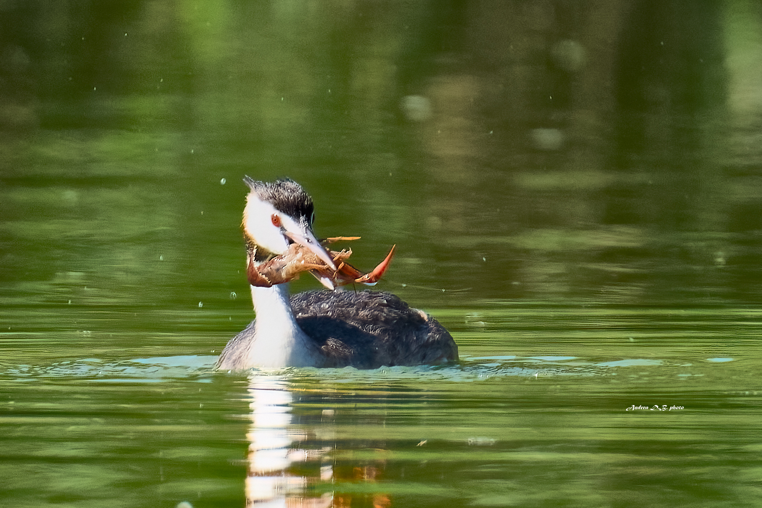 Svasso maggiore con preda