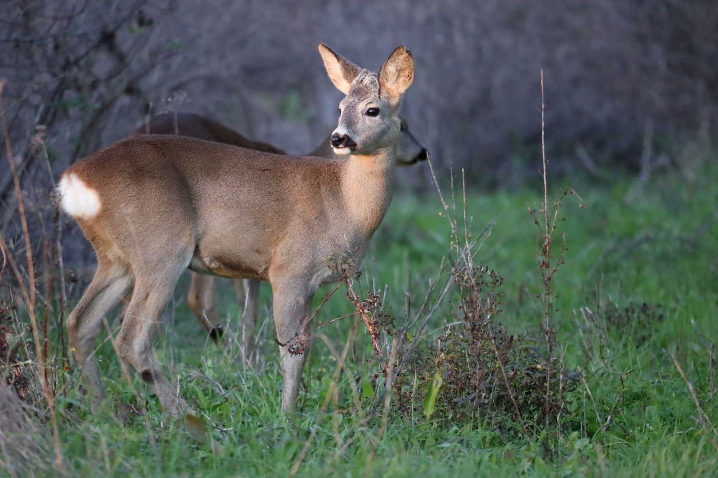 Caprioli - Roe deer