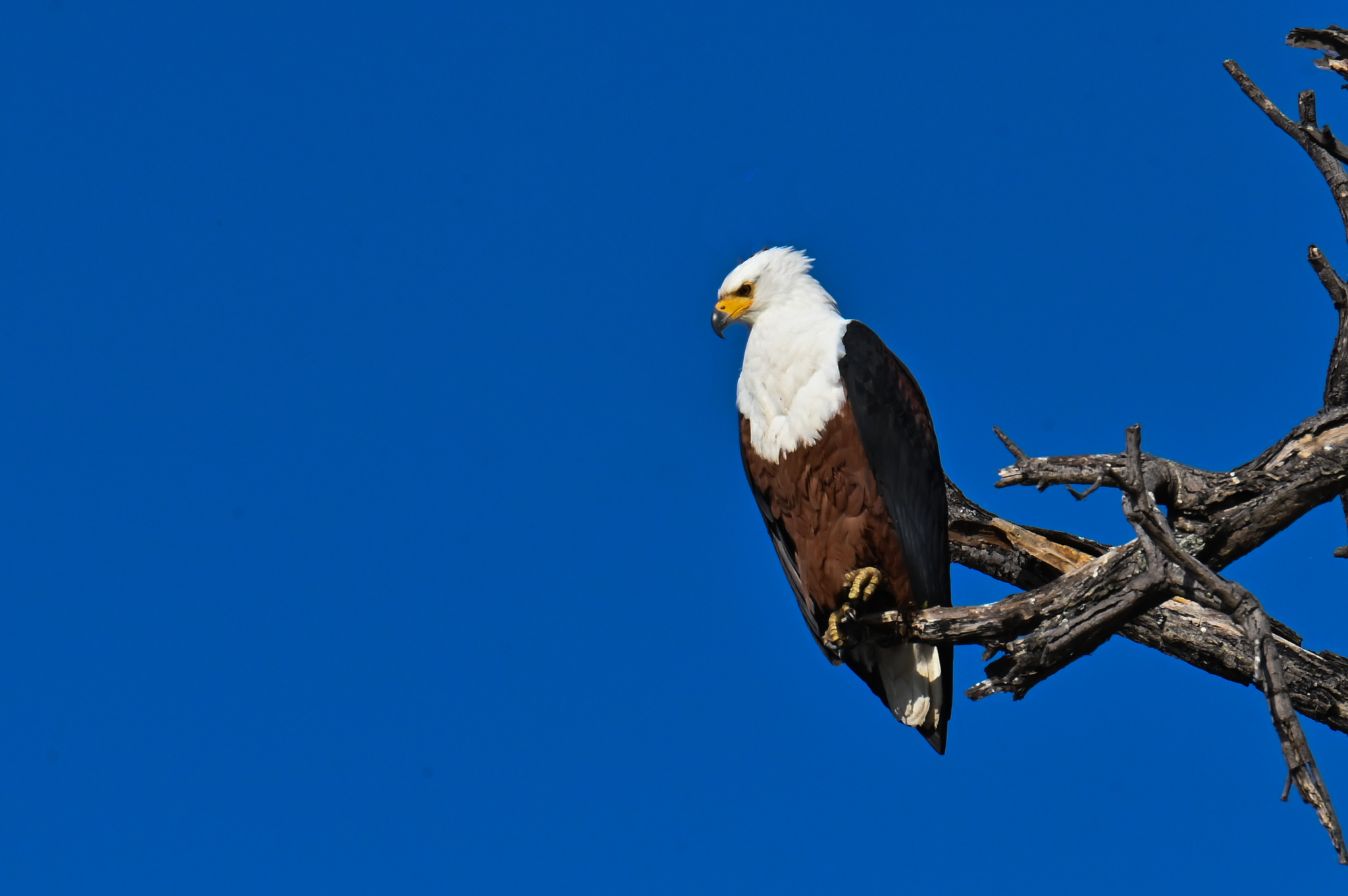 African Fish Eagle