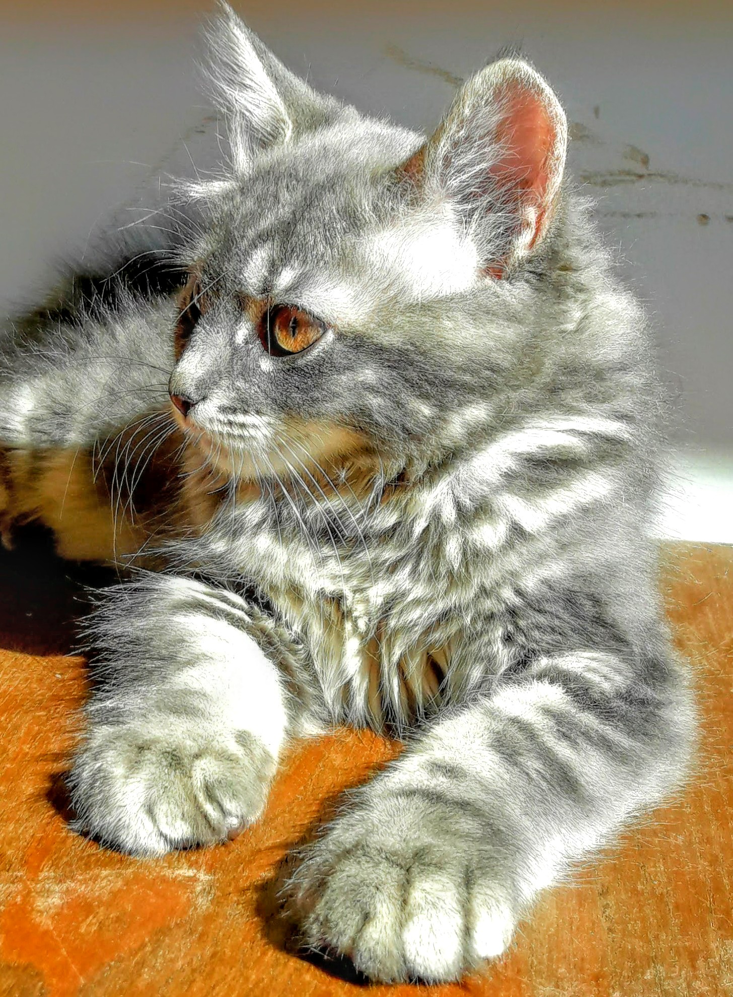 Simba