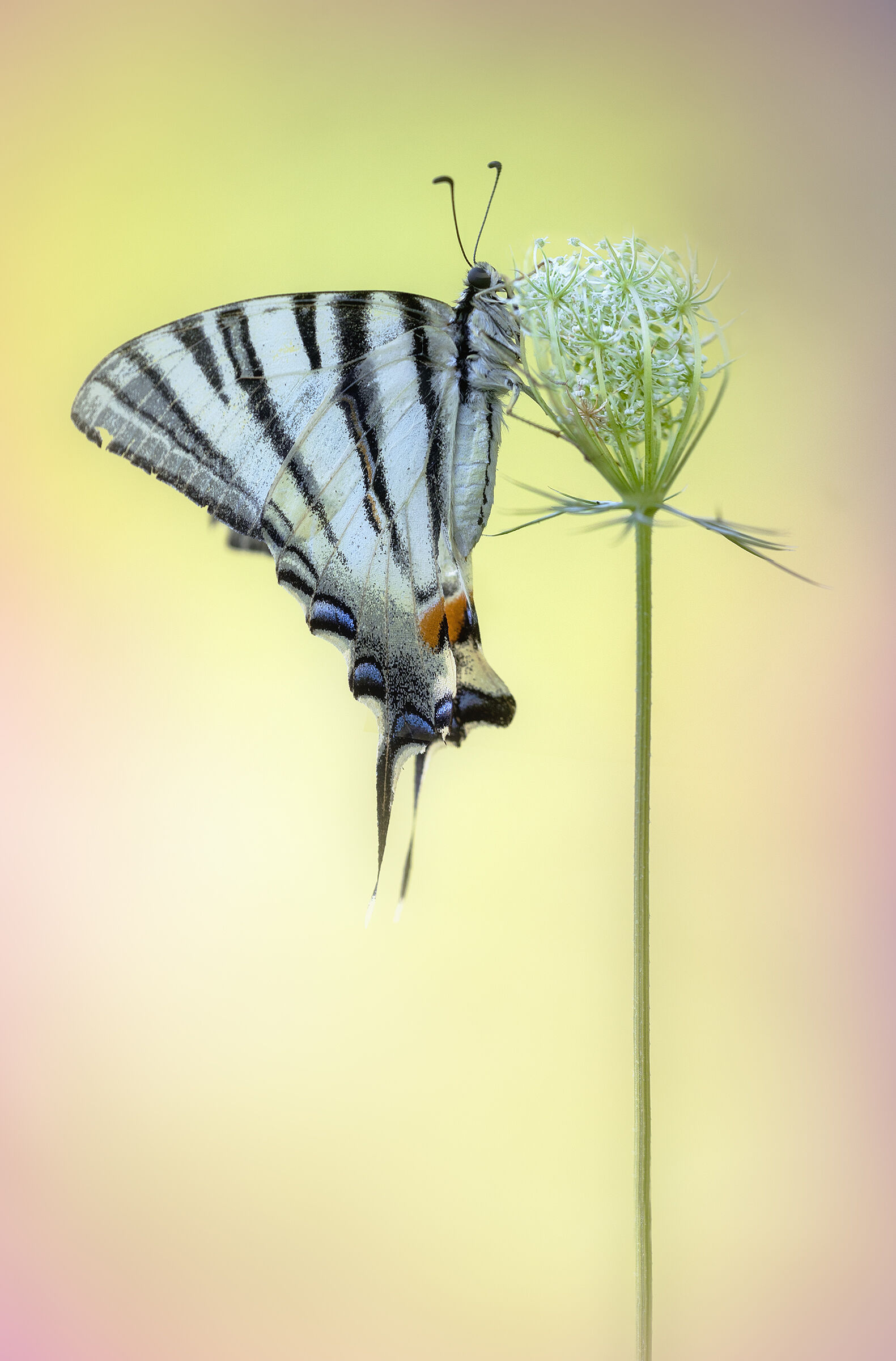 Iphiclides podalirius