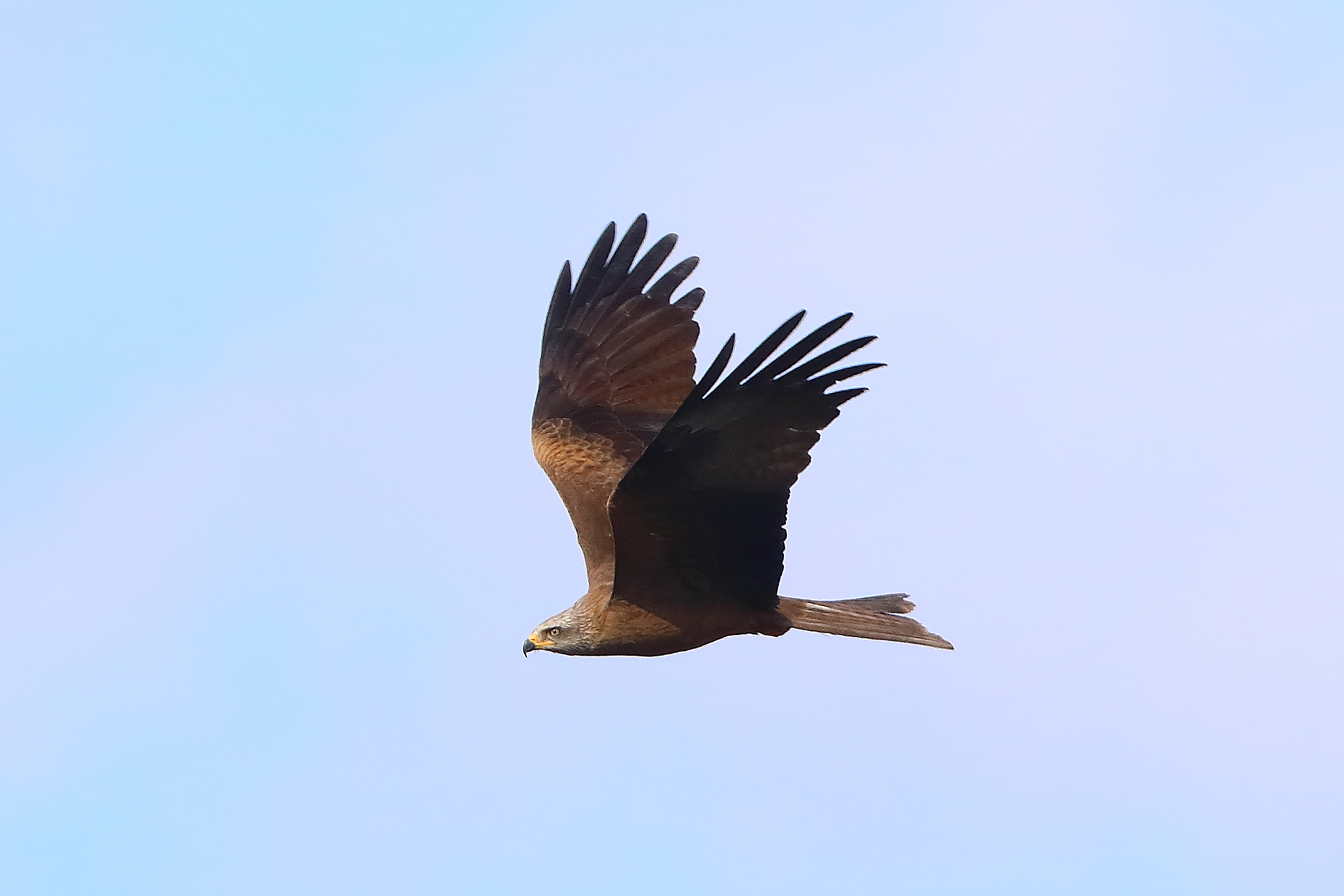 Bruno nibbio 29 marzo 2025 - 0311