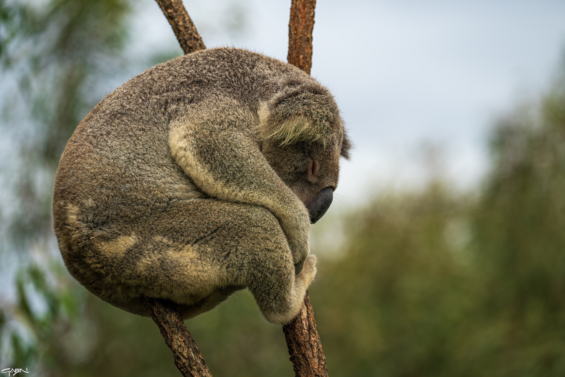 Sono comodo così…