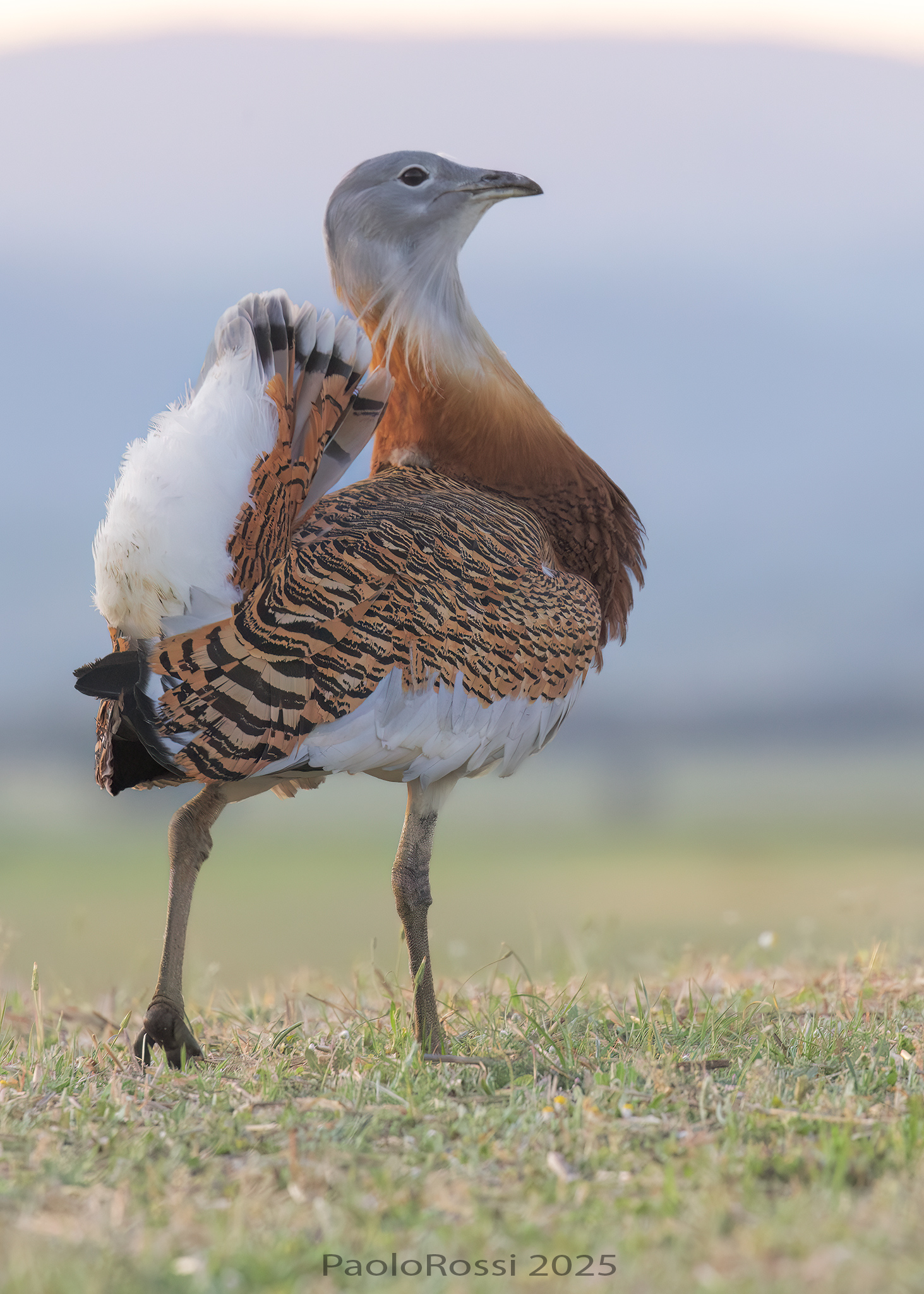 Bustard...