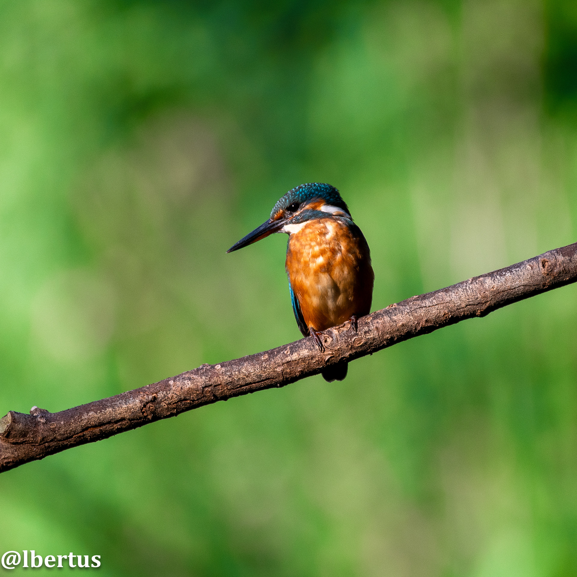 Kingfisher