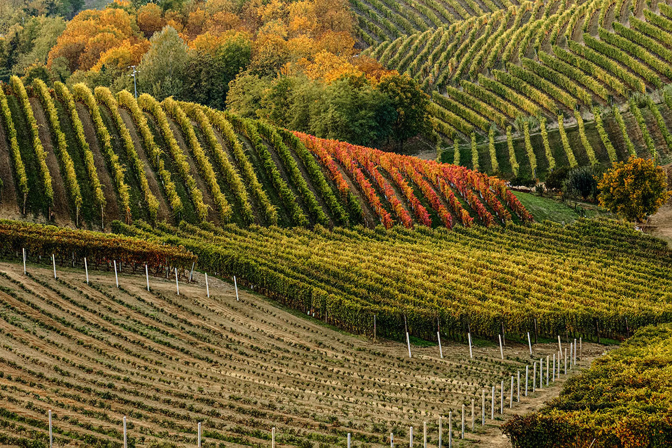 Autumn in the Langhe