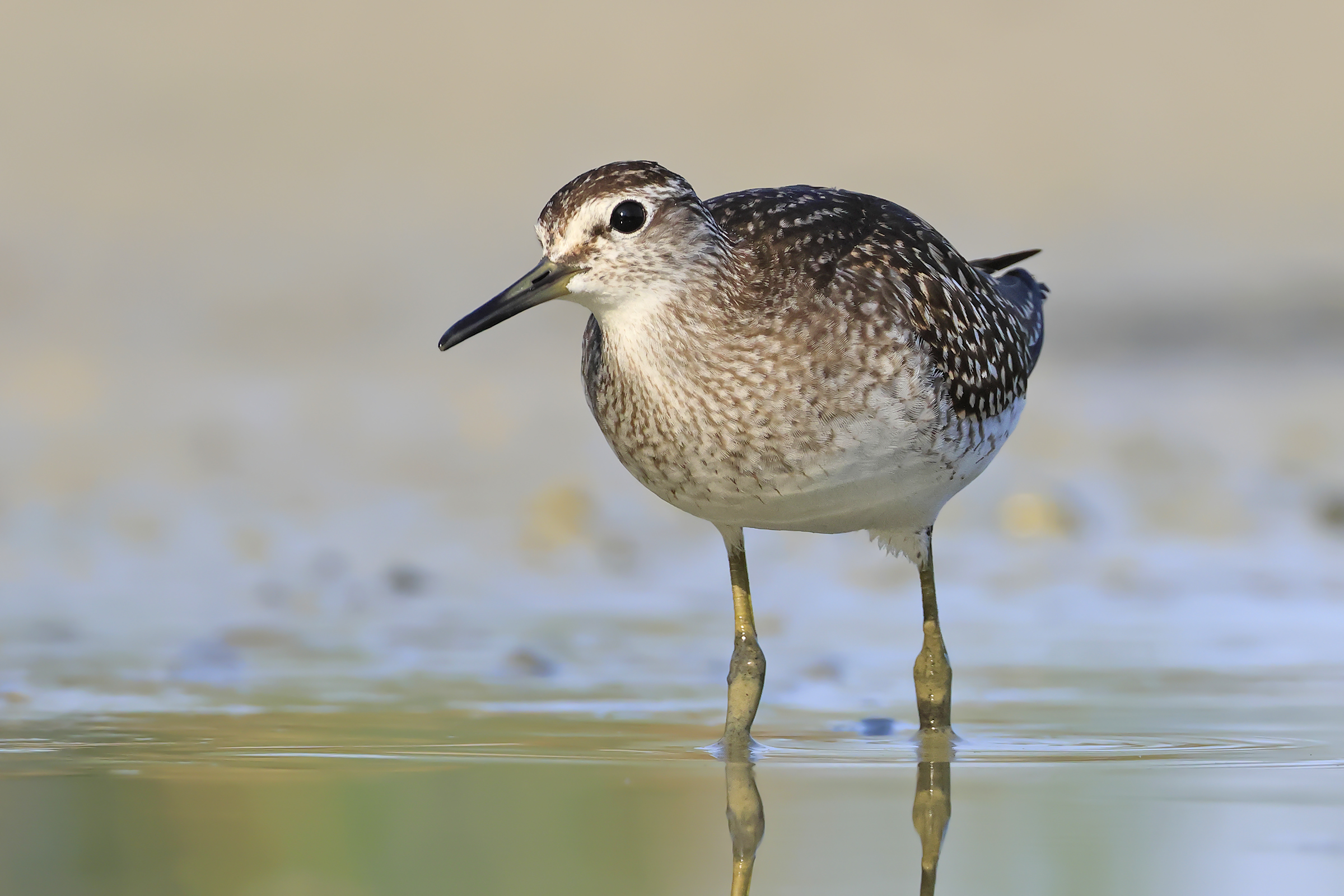 Wood Sandpiper