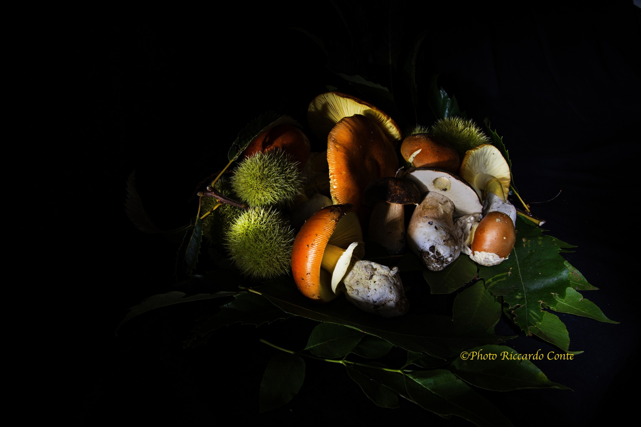 MUSHROOMS FOUND IN A PIEDMONTESE PATH