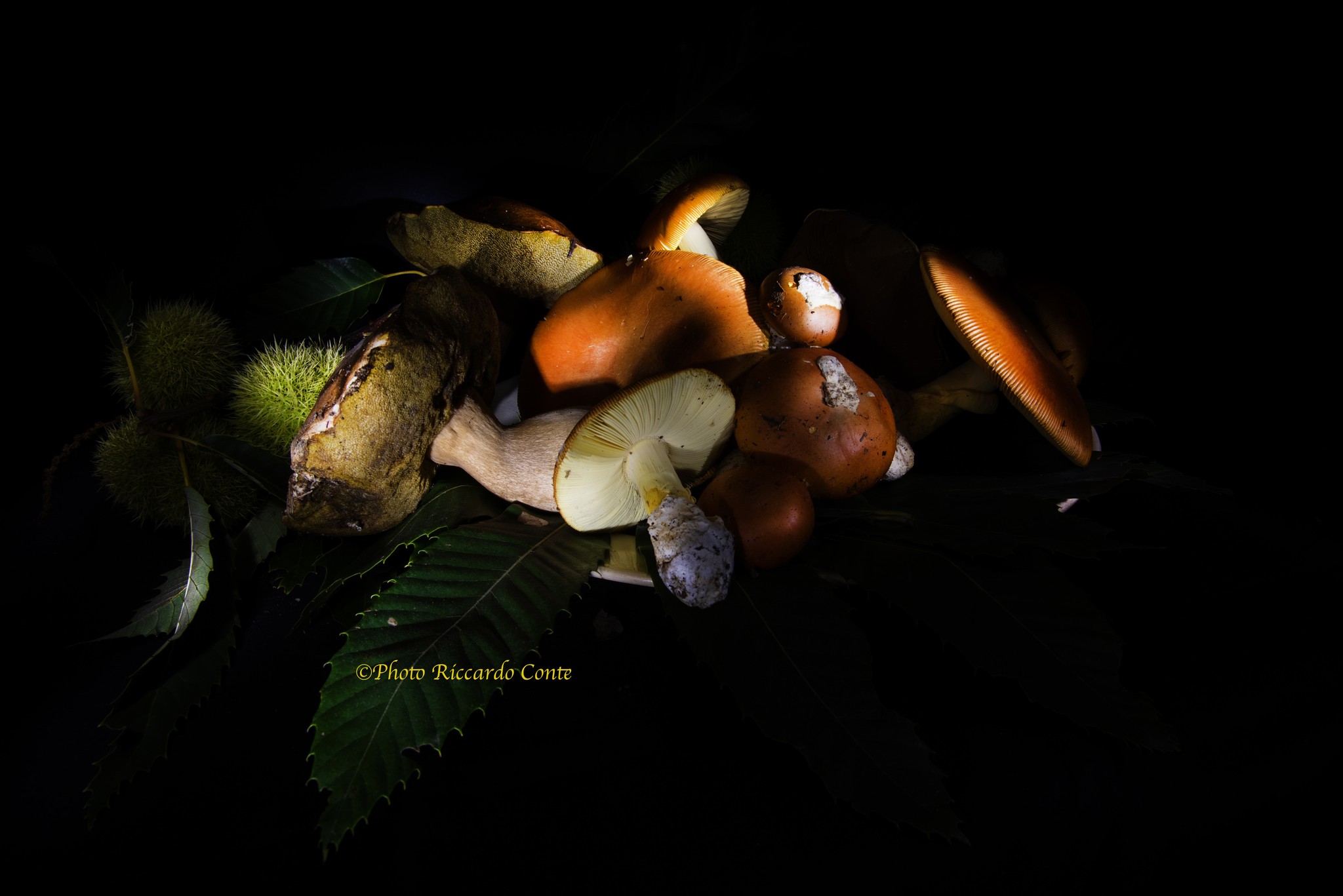 MUSHROOMS FOUND IN A PIEDMONTESE PATH