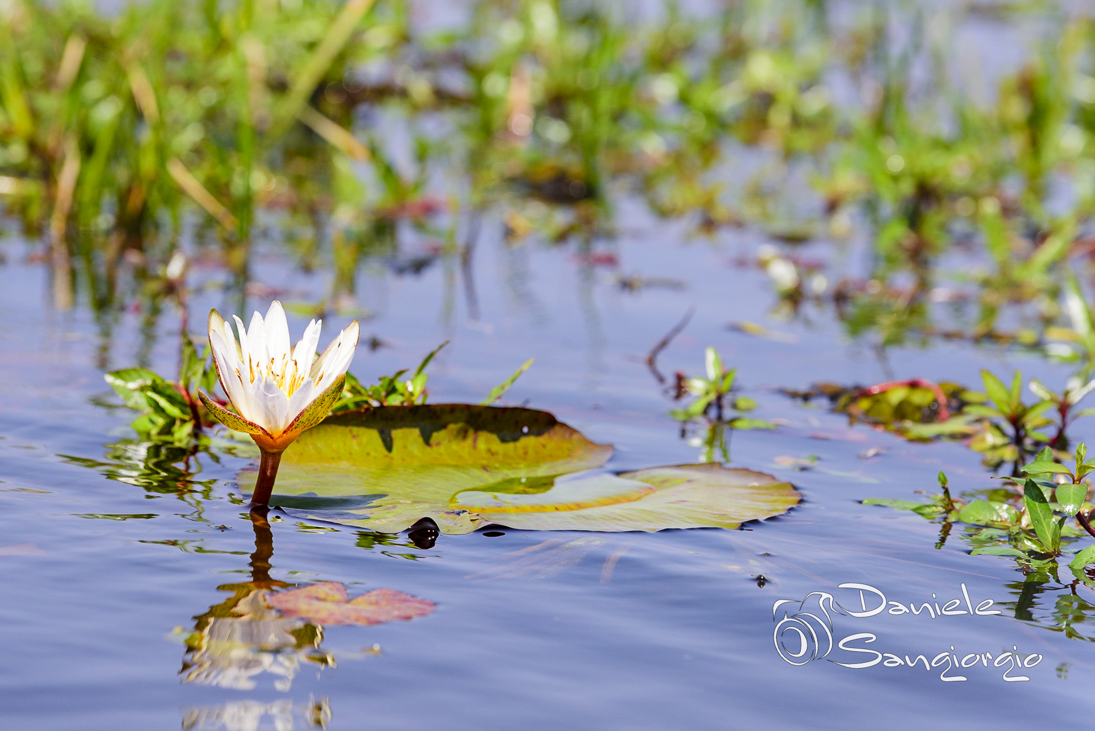 Flower from the water