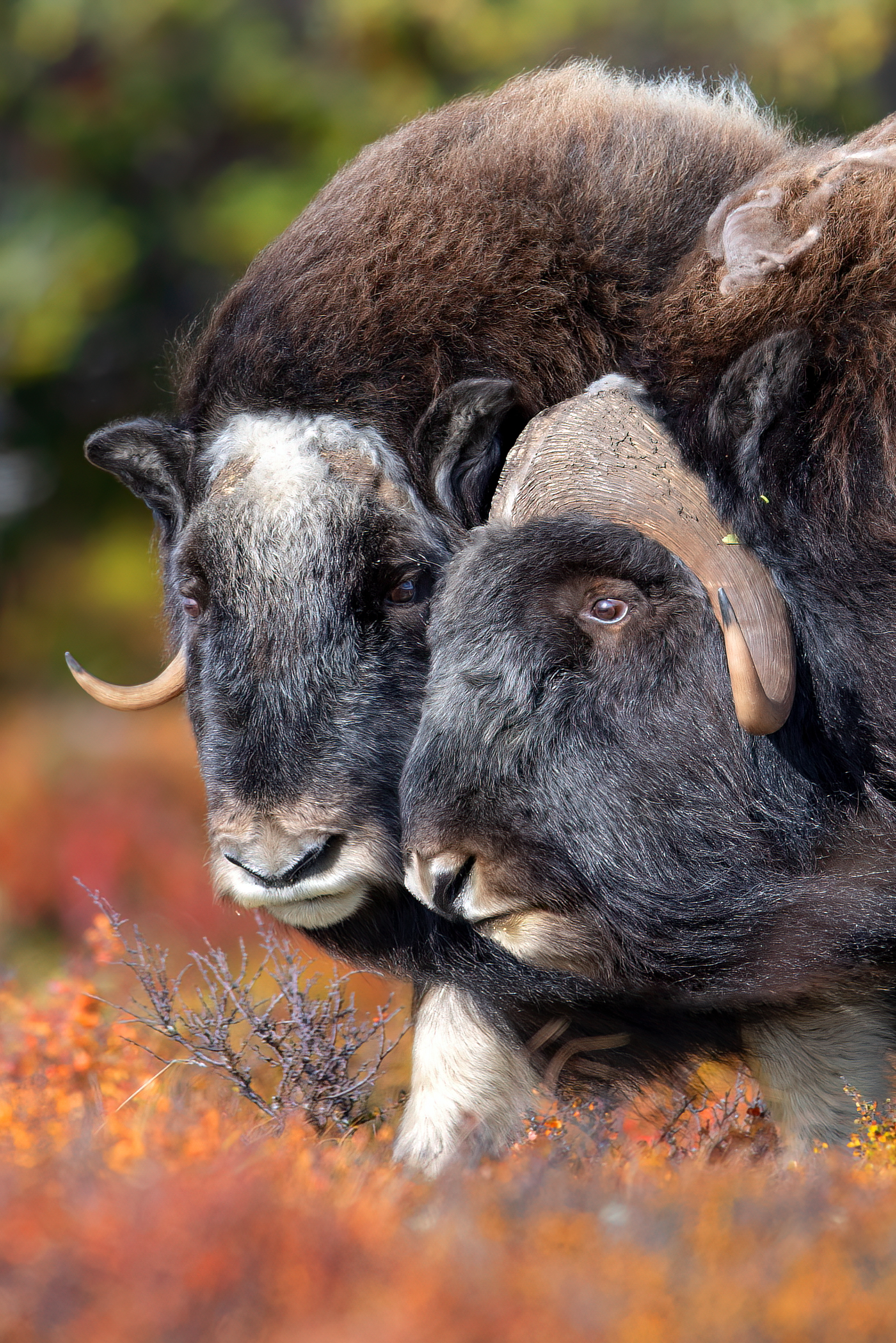 musk-ox
