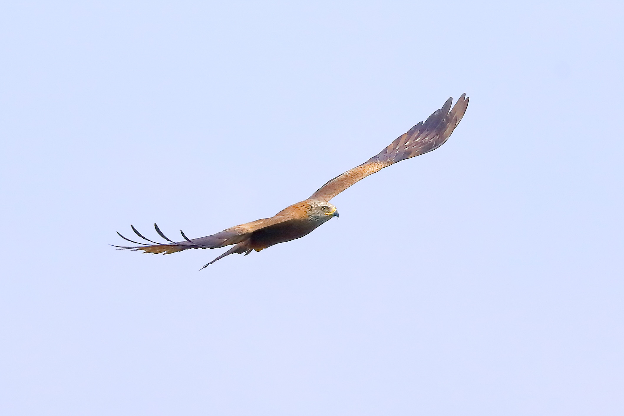 Nibbio bruno 04 aprile 2025 - 0123