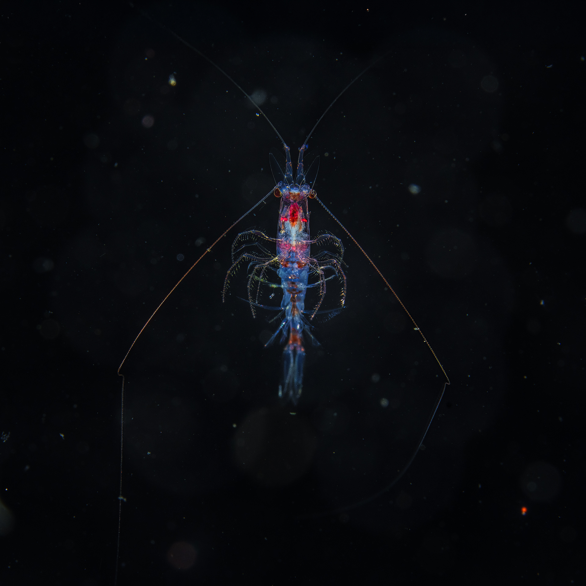 shrimp !  Black water dive in Anilao  Philippine