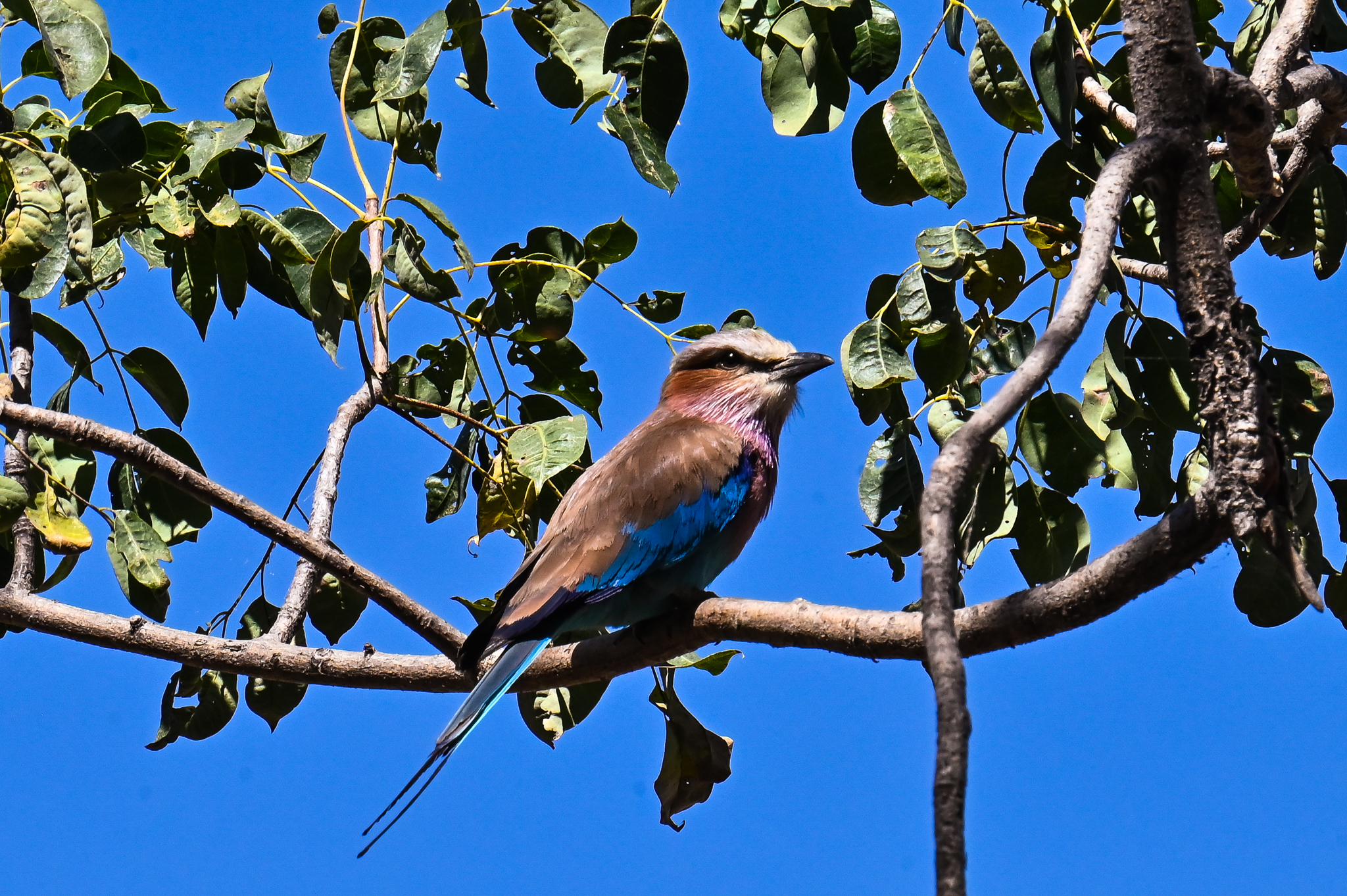 European jay (Coracias caudatus)