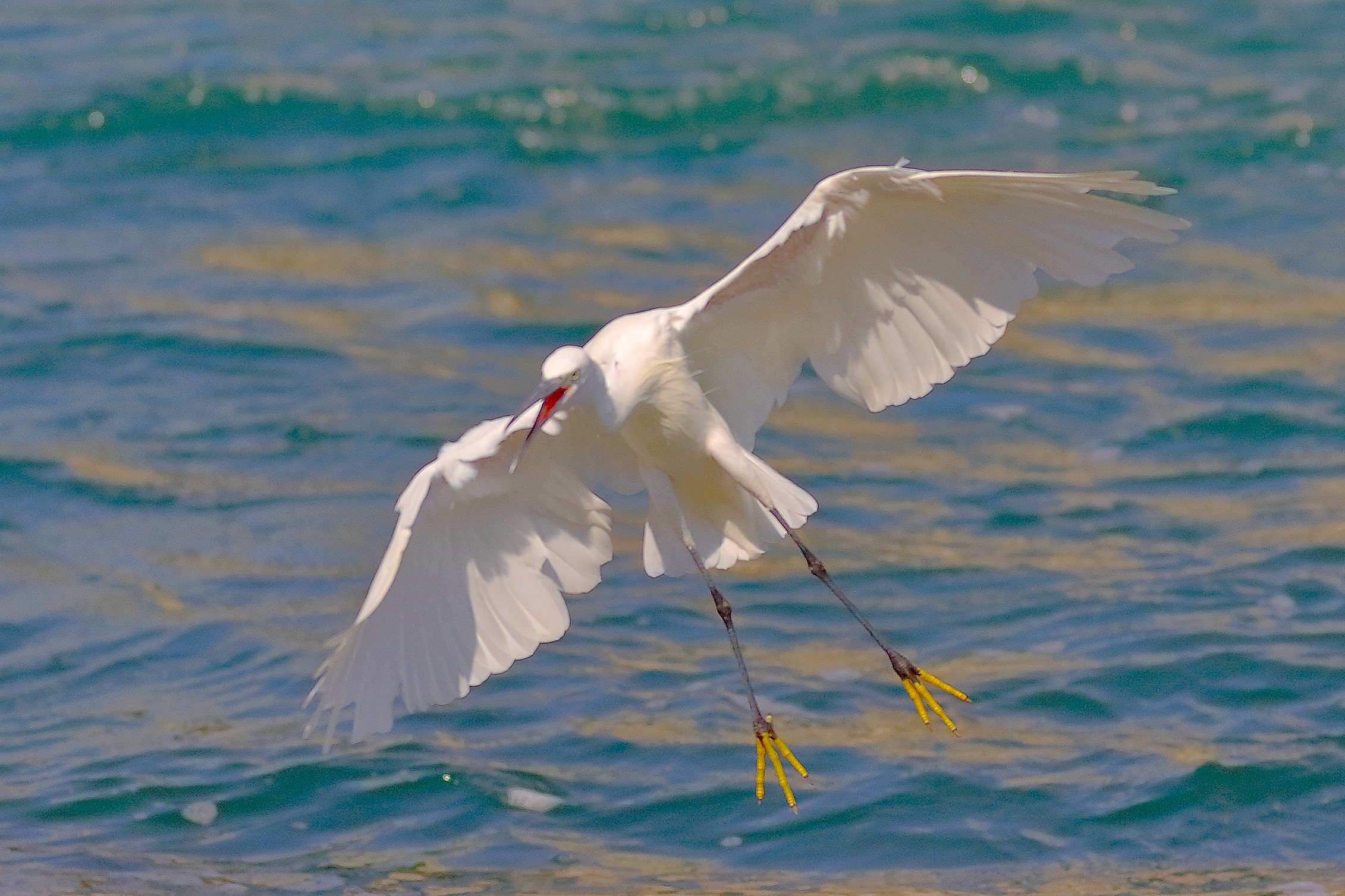 Garzetta settembre 2025 - 0019