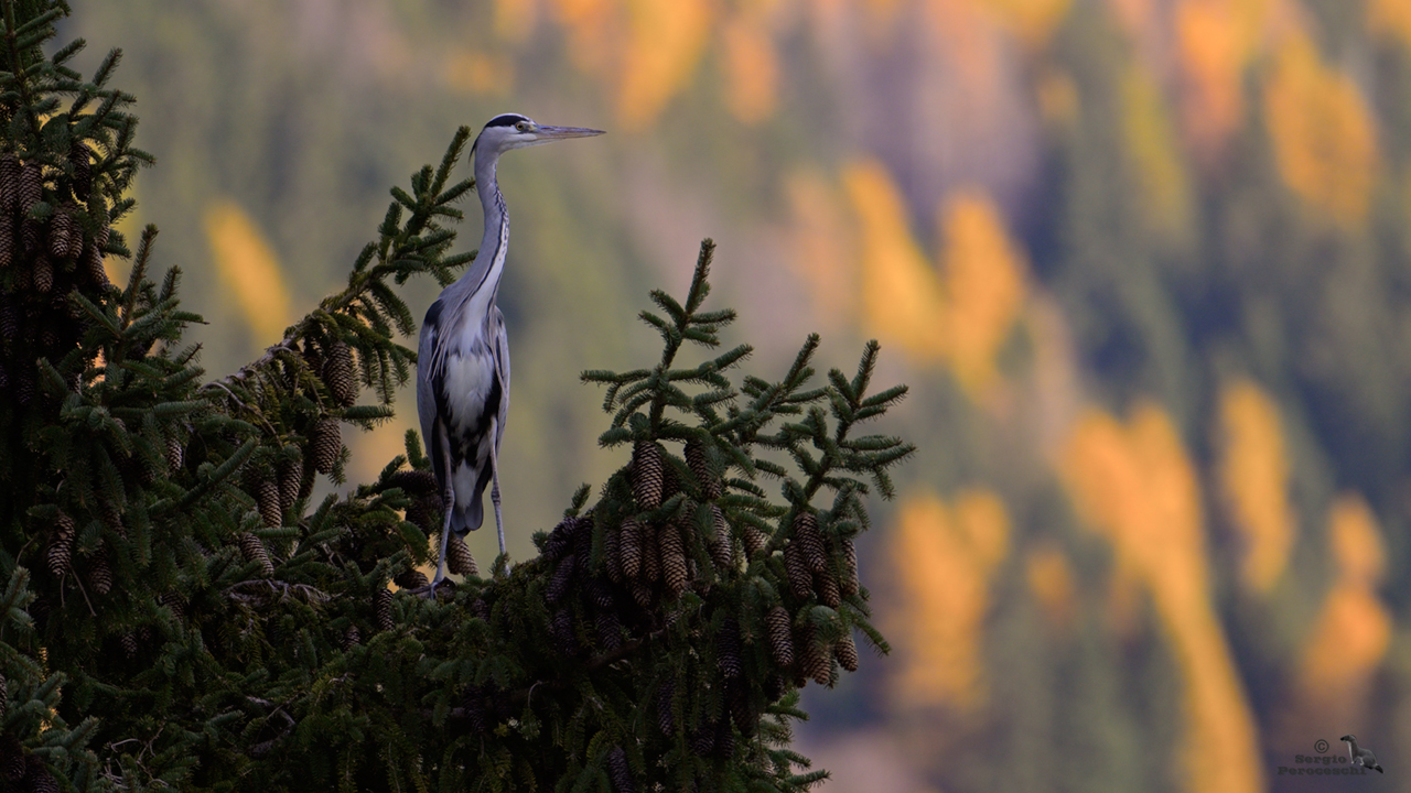 Grey heron
