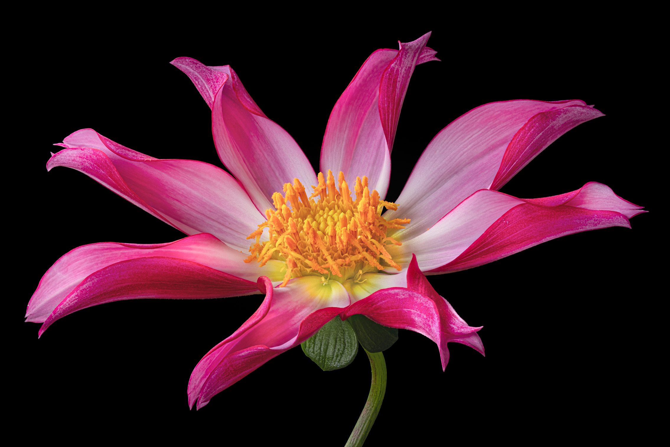 dalia