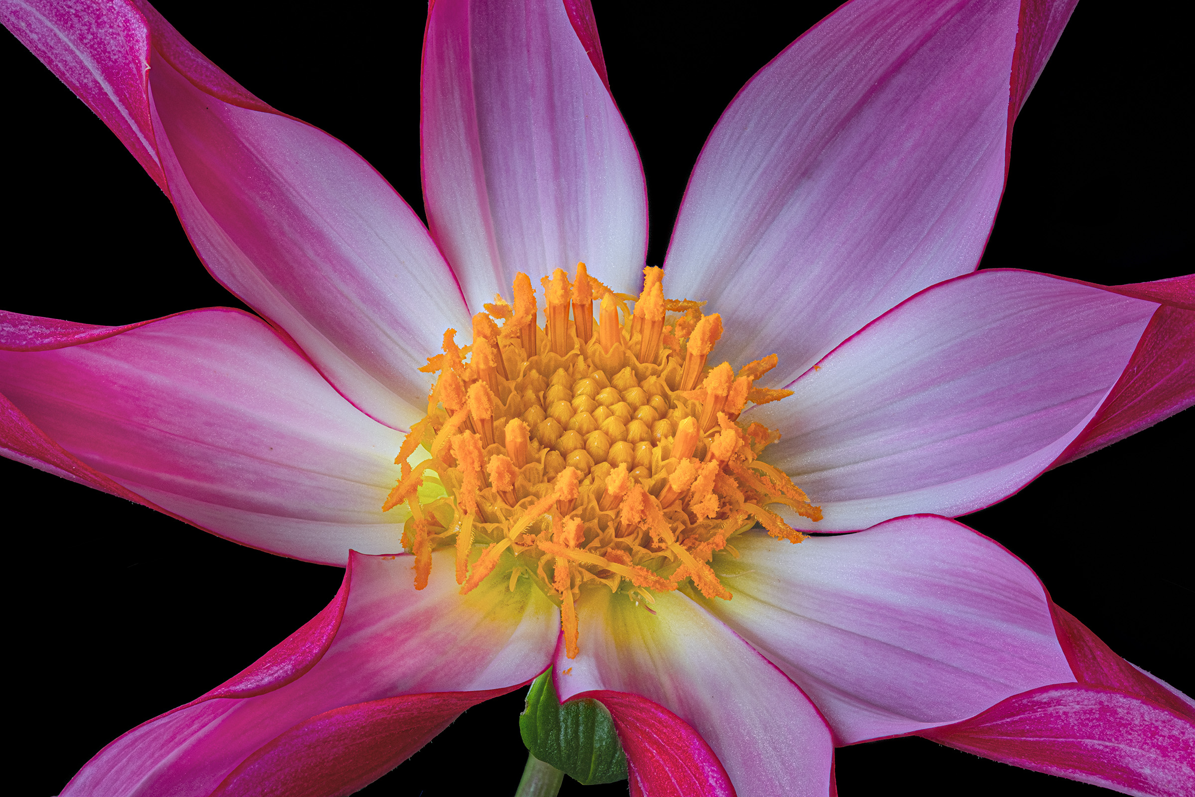 cuore di dalia
