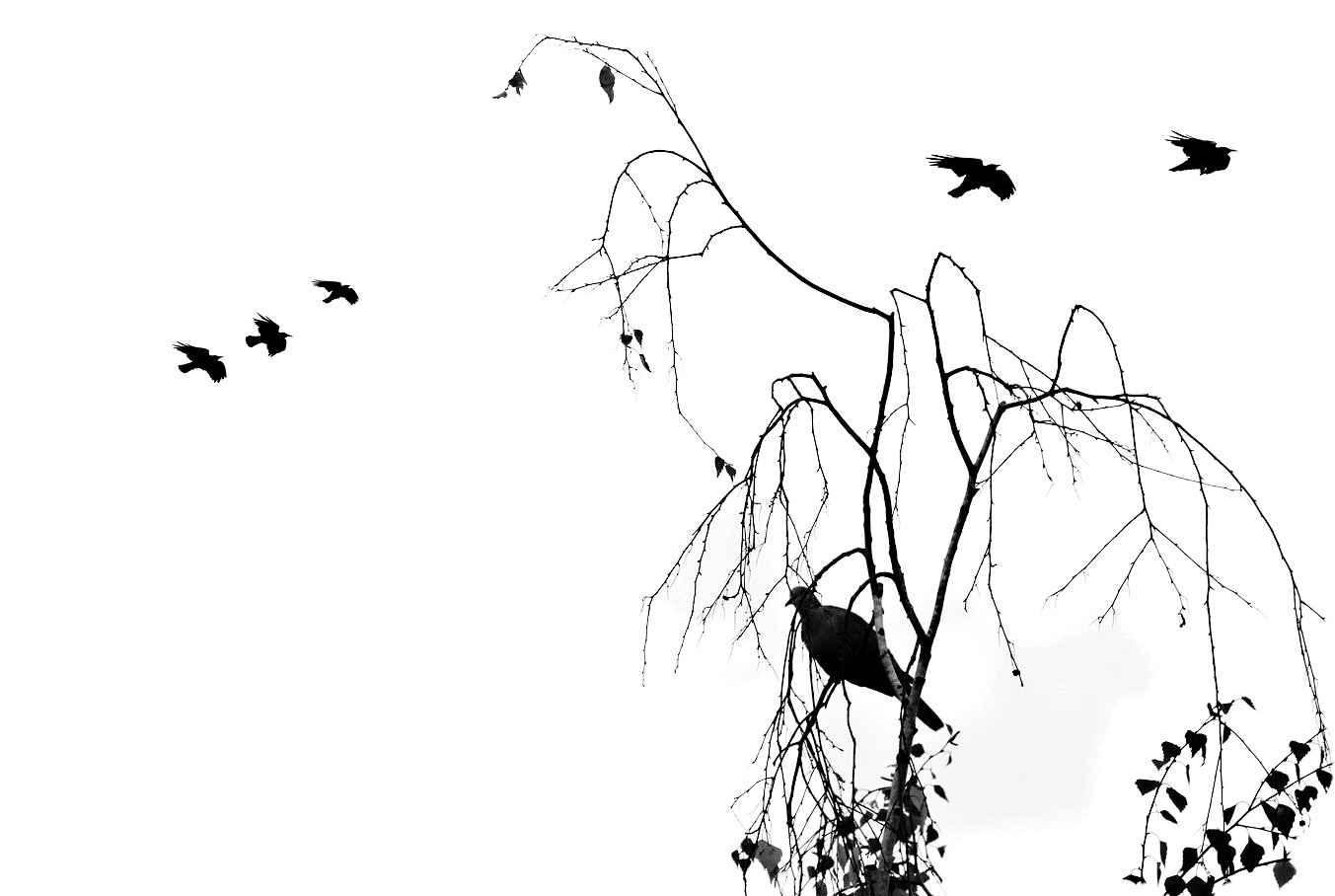 overflight /black and white /