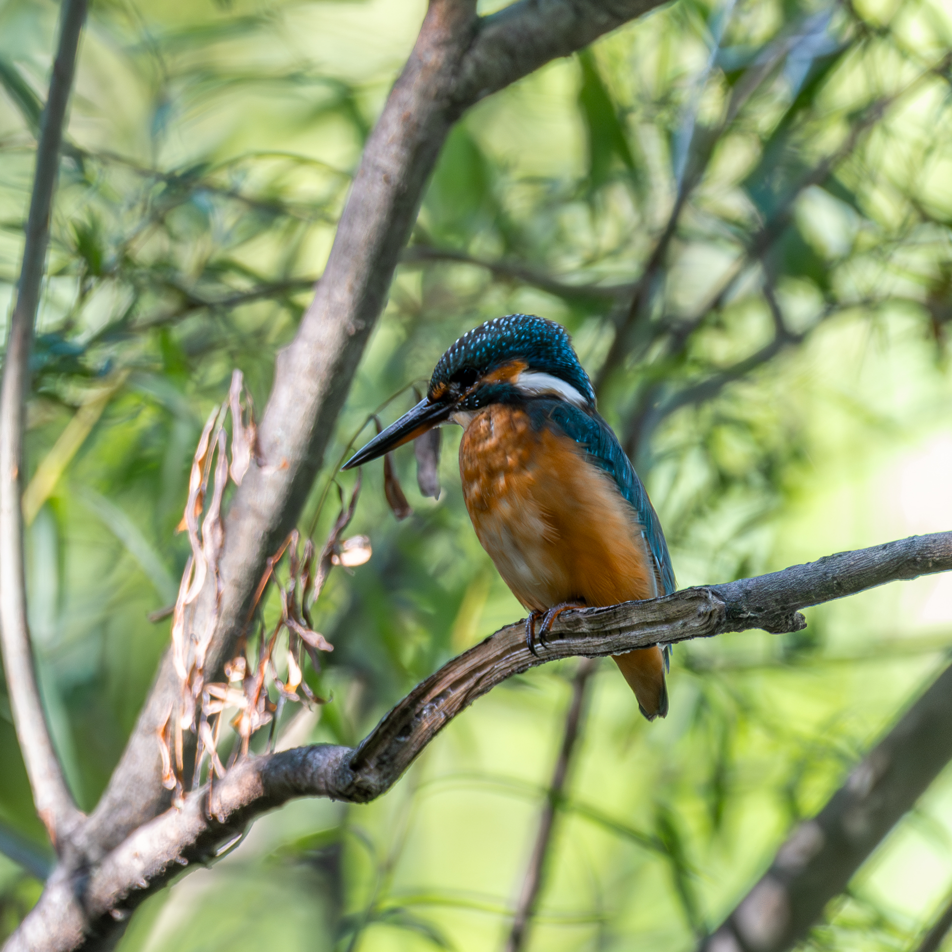 Kingfisher