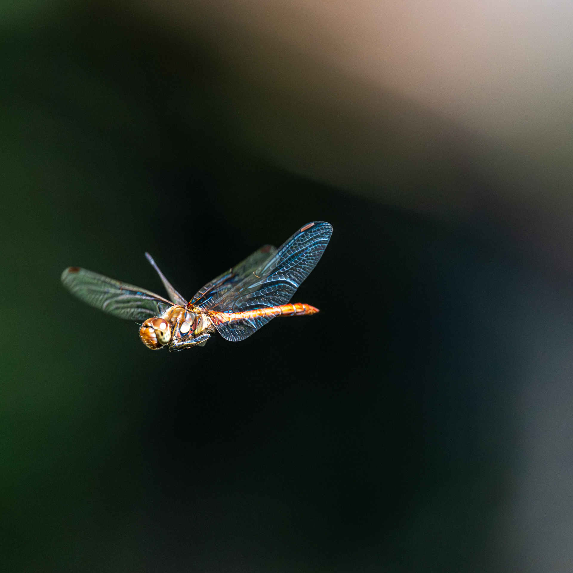 Dragonfly
