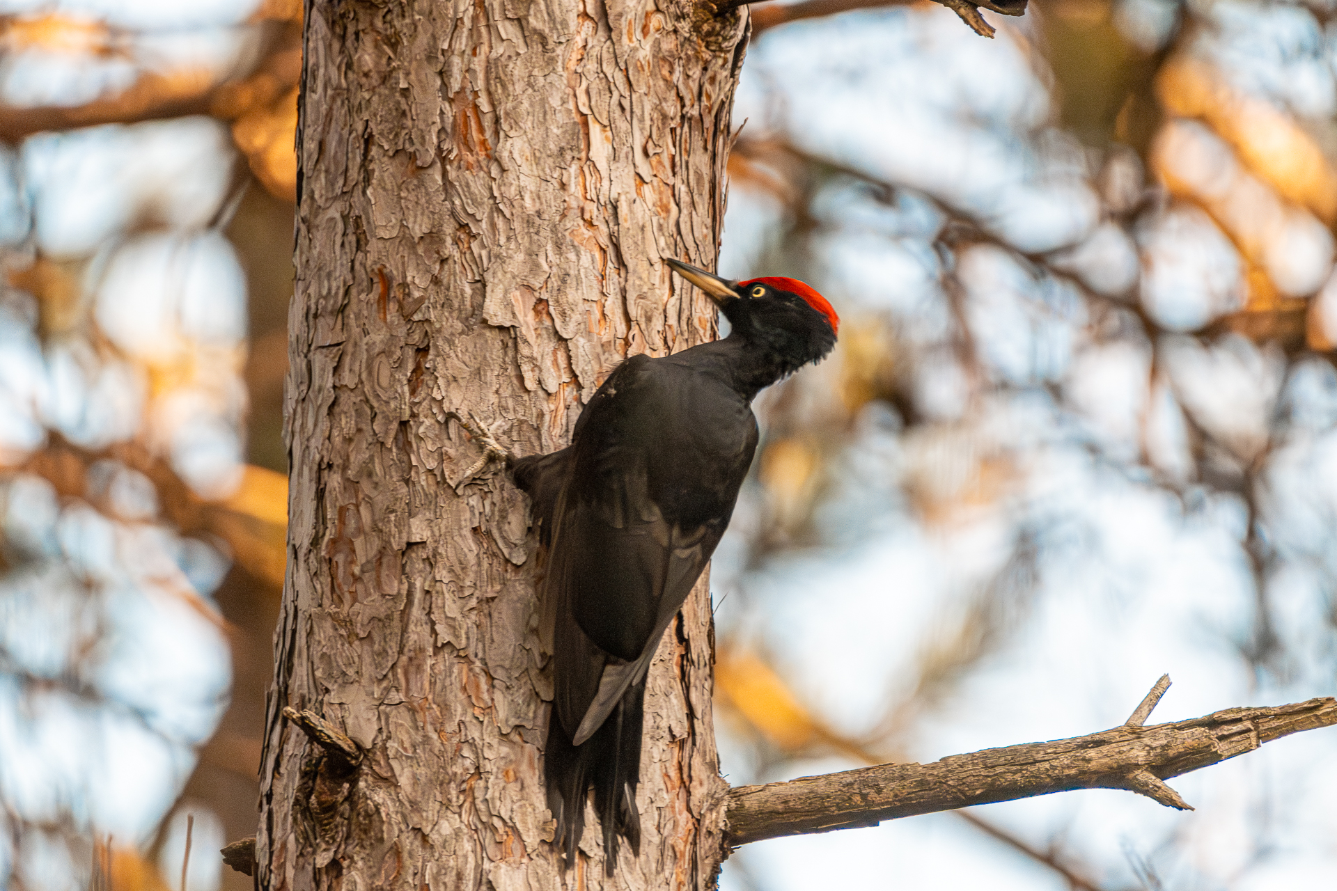 Black woodpecker