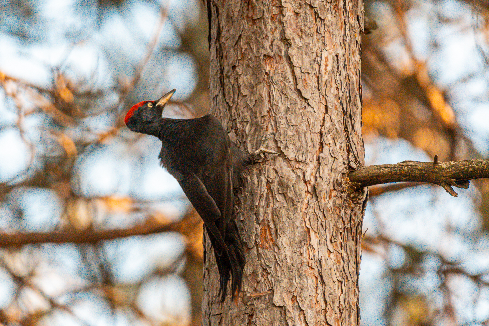Black woodpecker