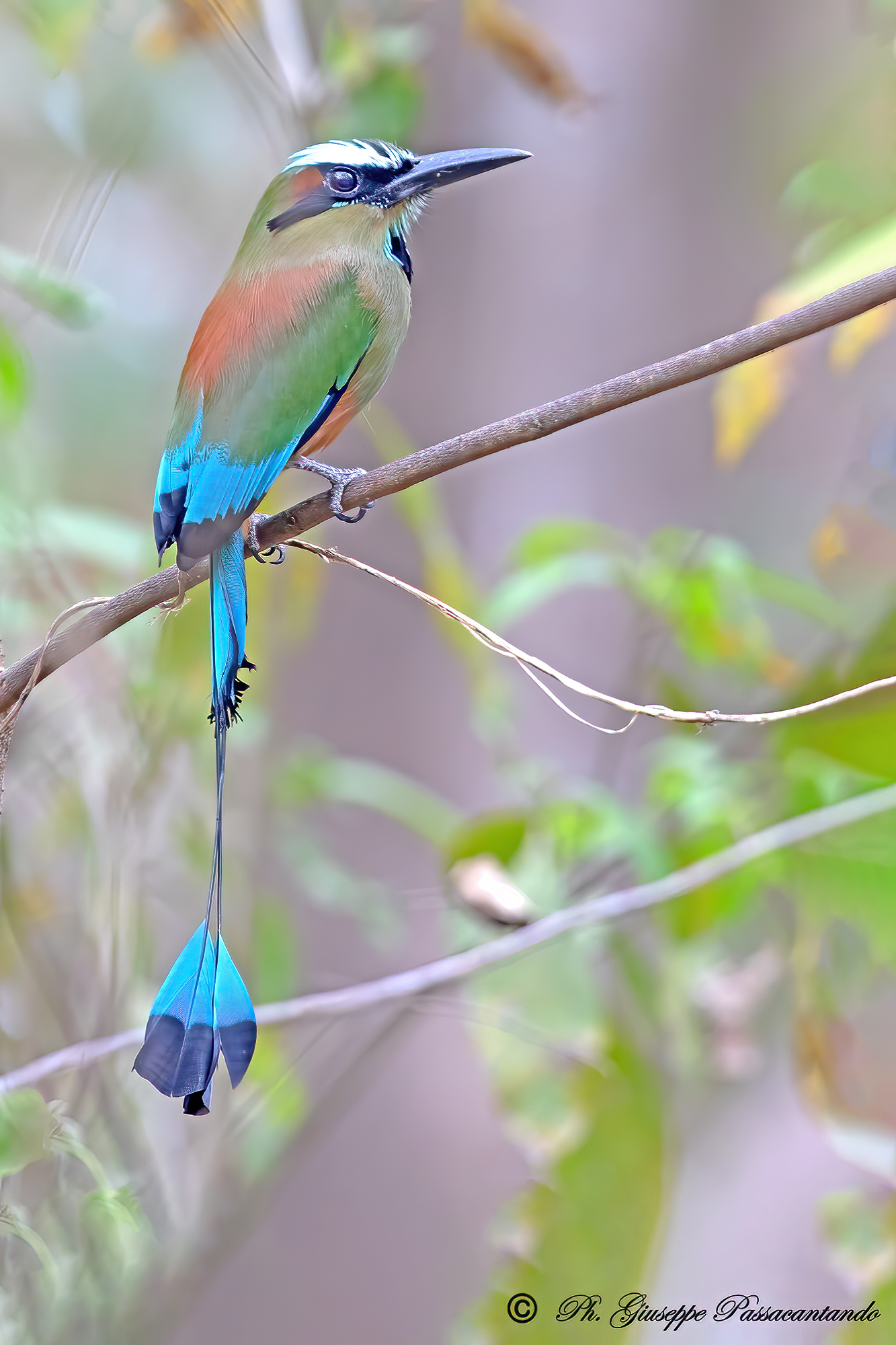 torquite browed motmot