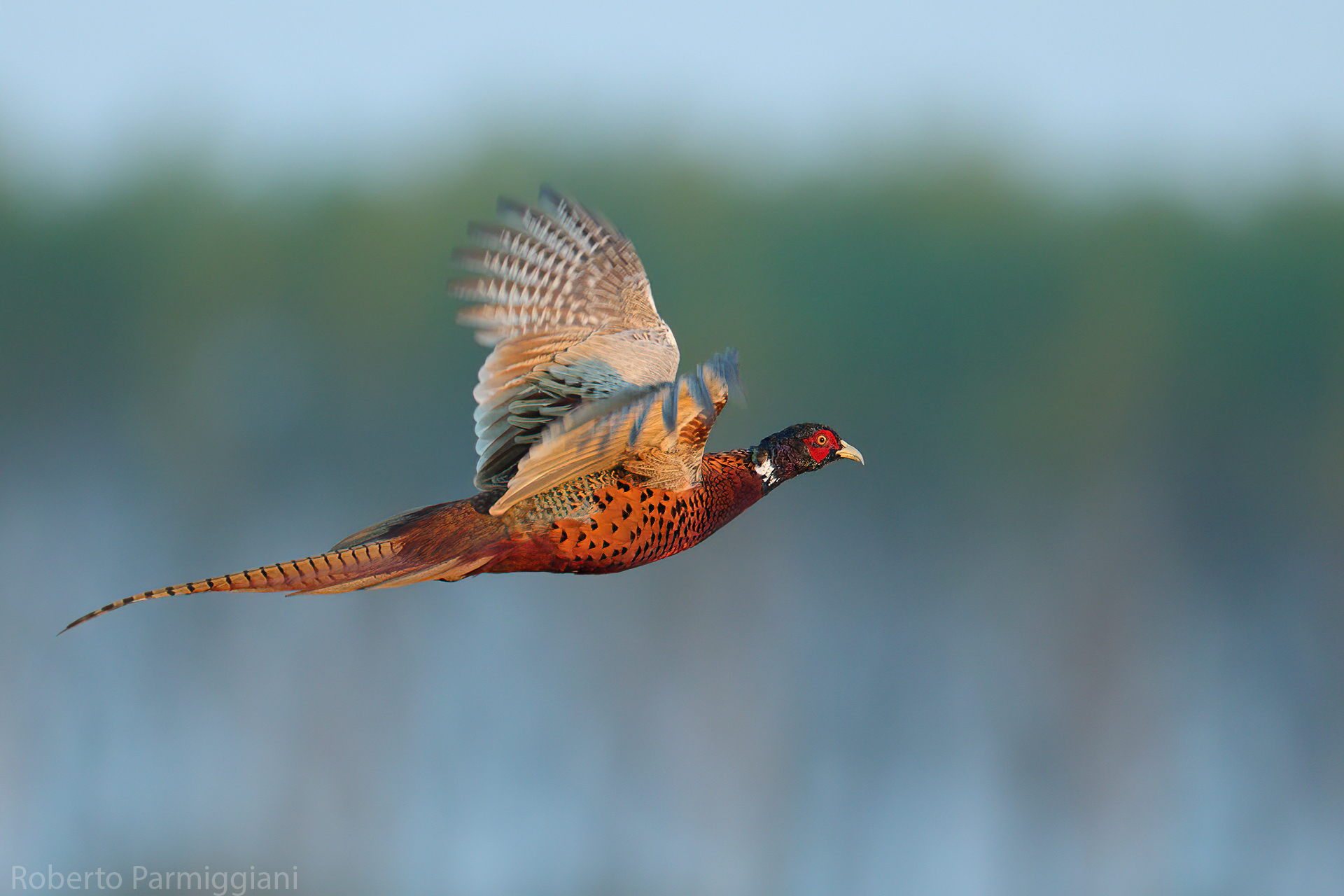 The elegance of the pheasant