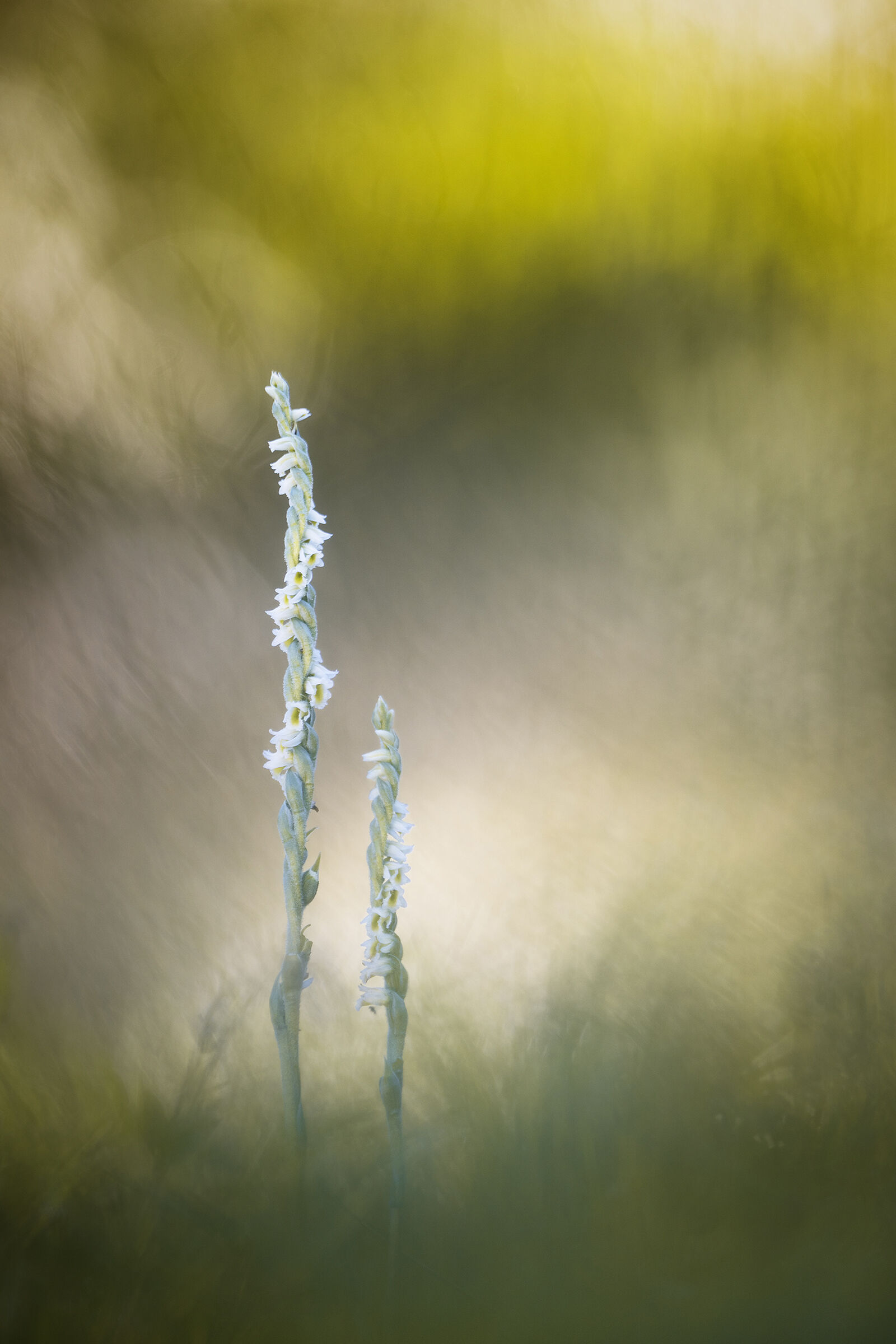 Spiranthes spiralis