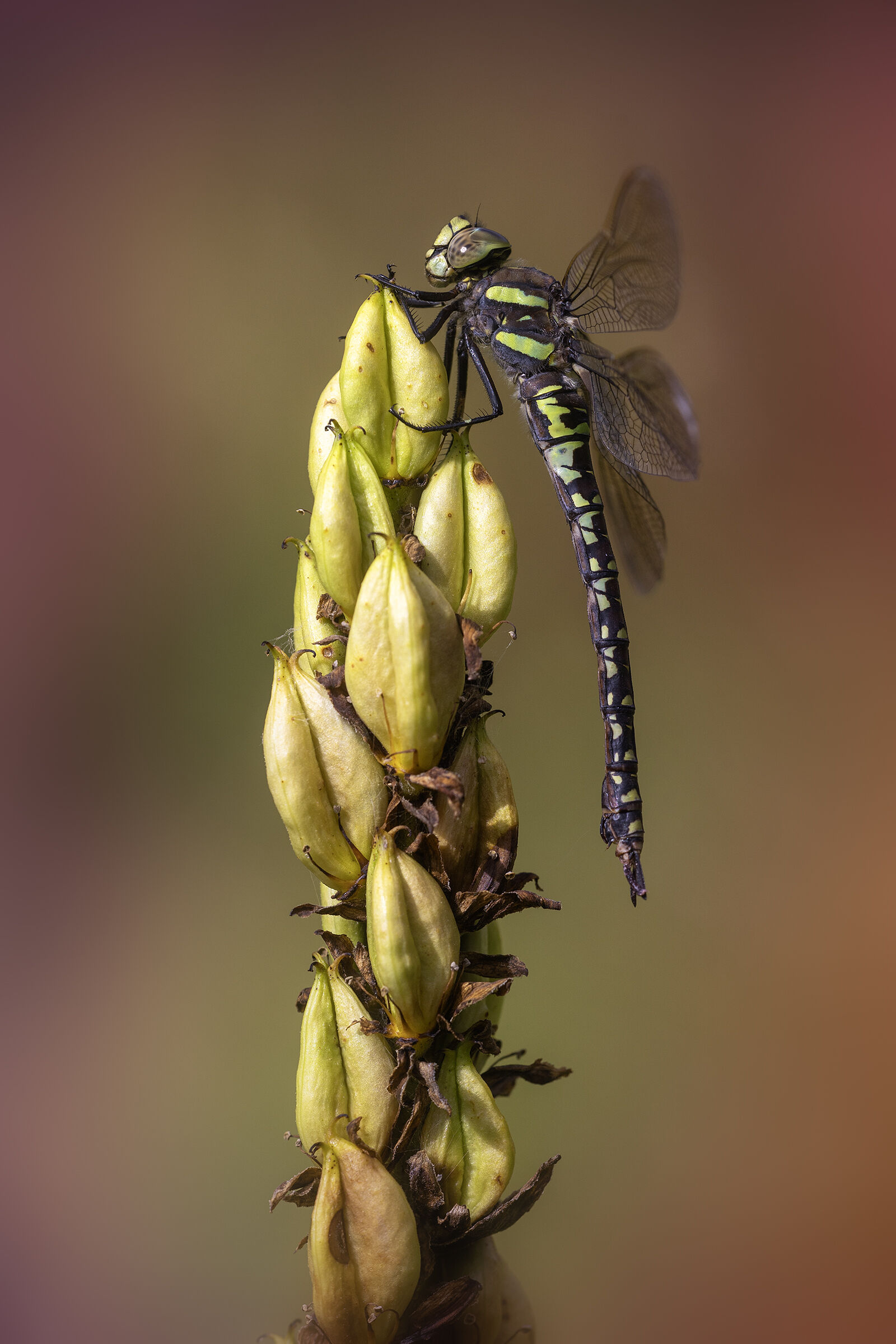 Aeshna juncea - female