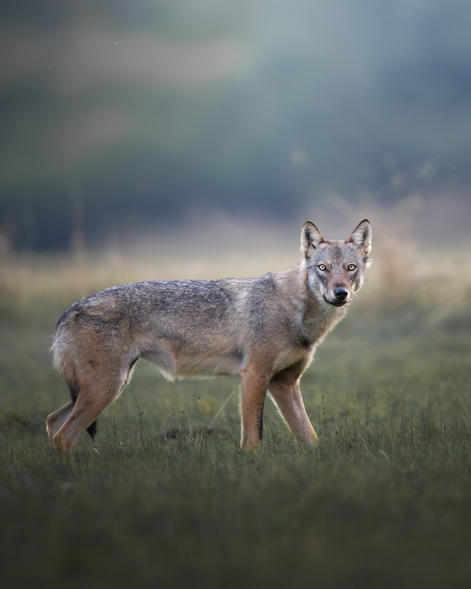 The wolf, a long-awaited shot