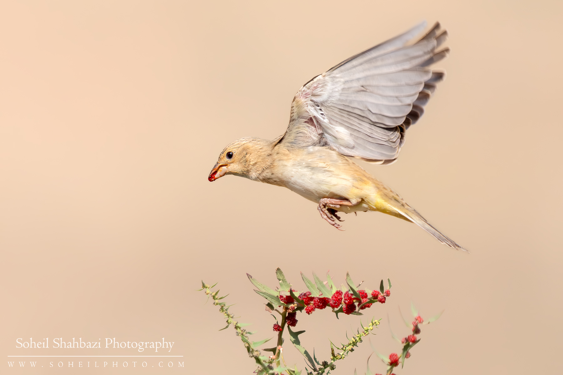 Black-headed bunting Female