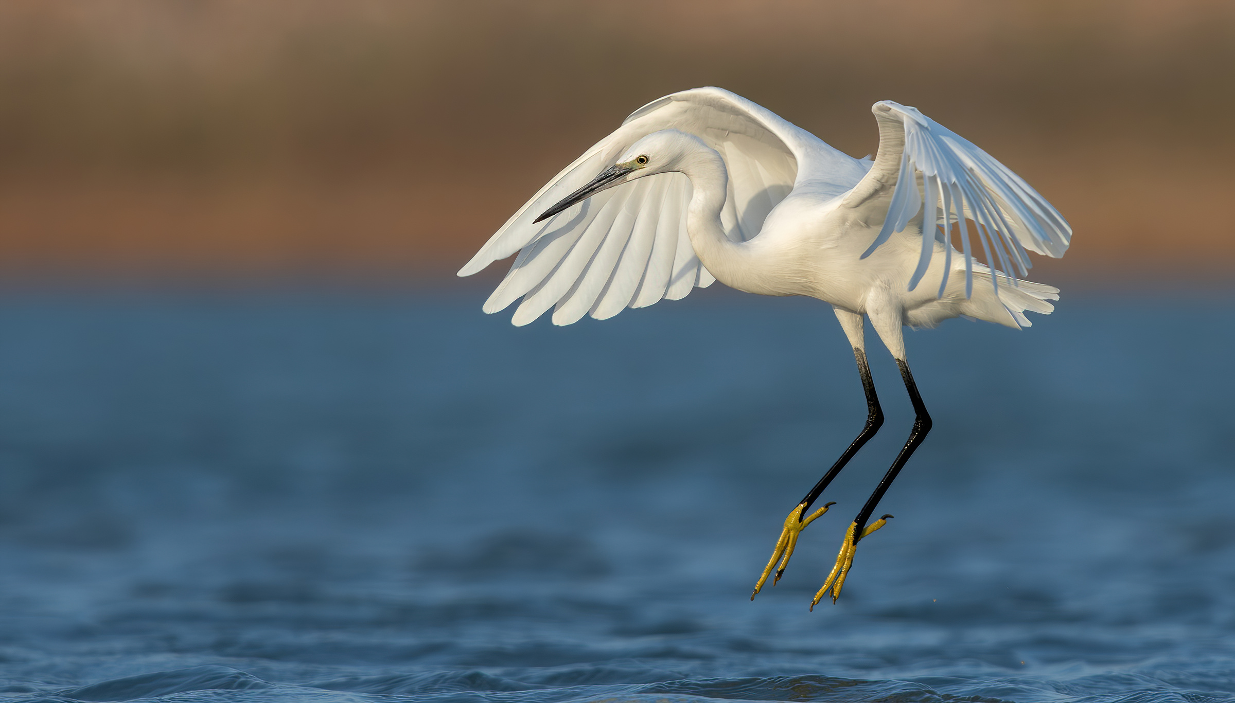 little egret