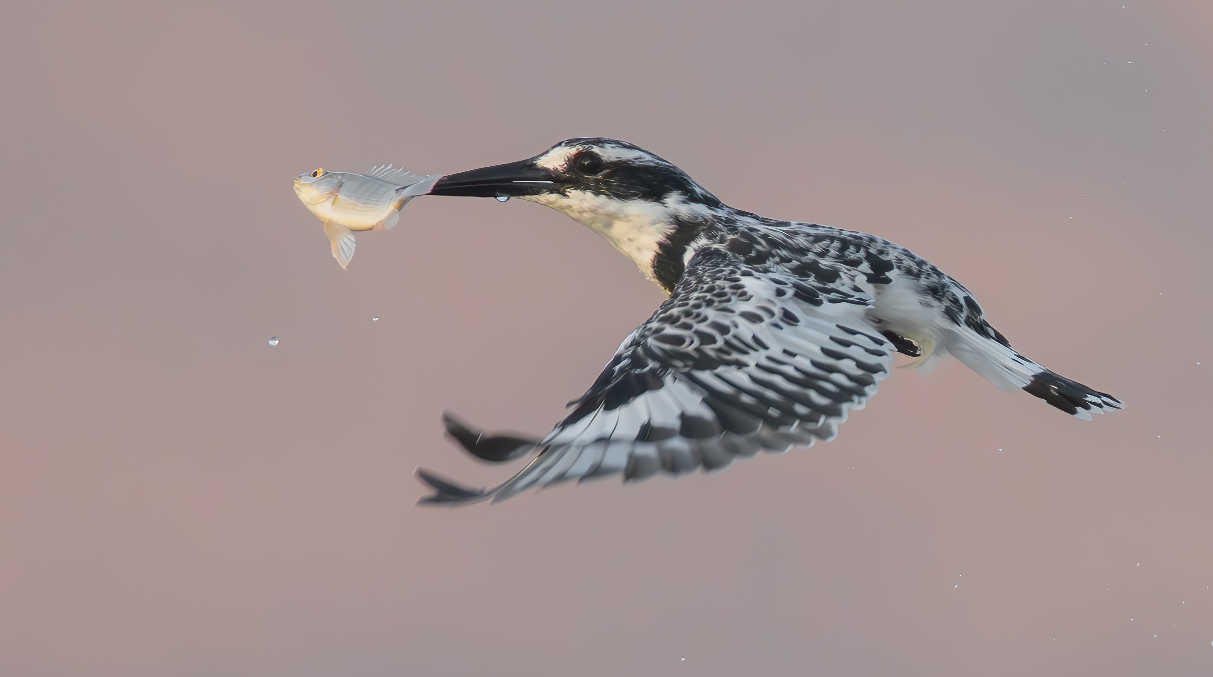 martin pescatore pezzato