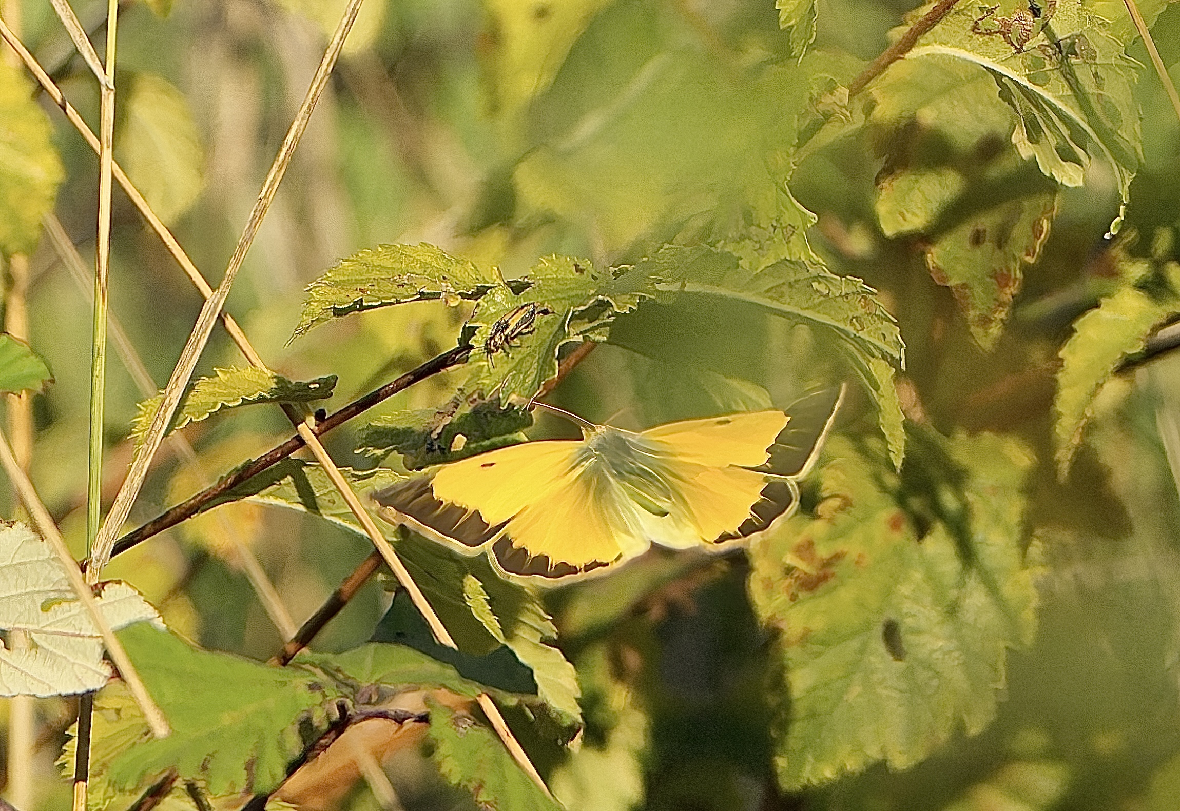 La farfalla e il coleottero