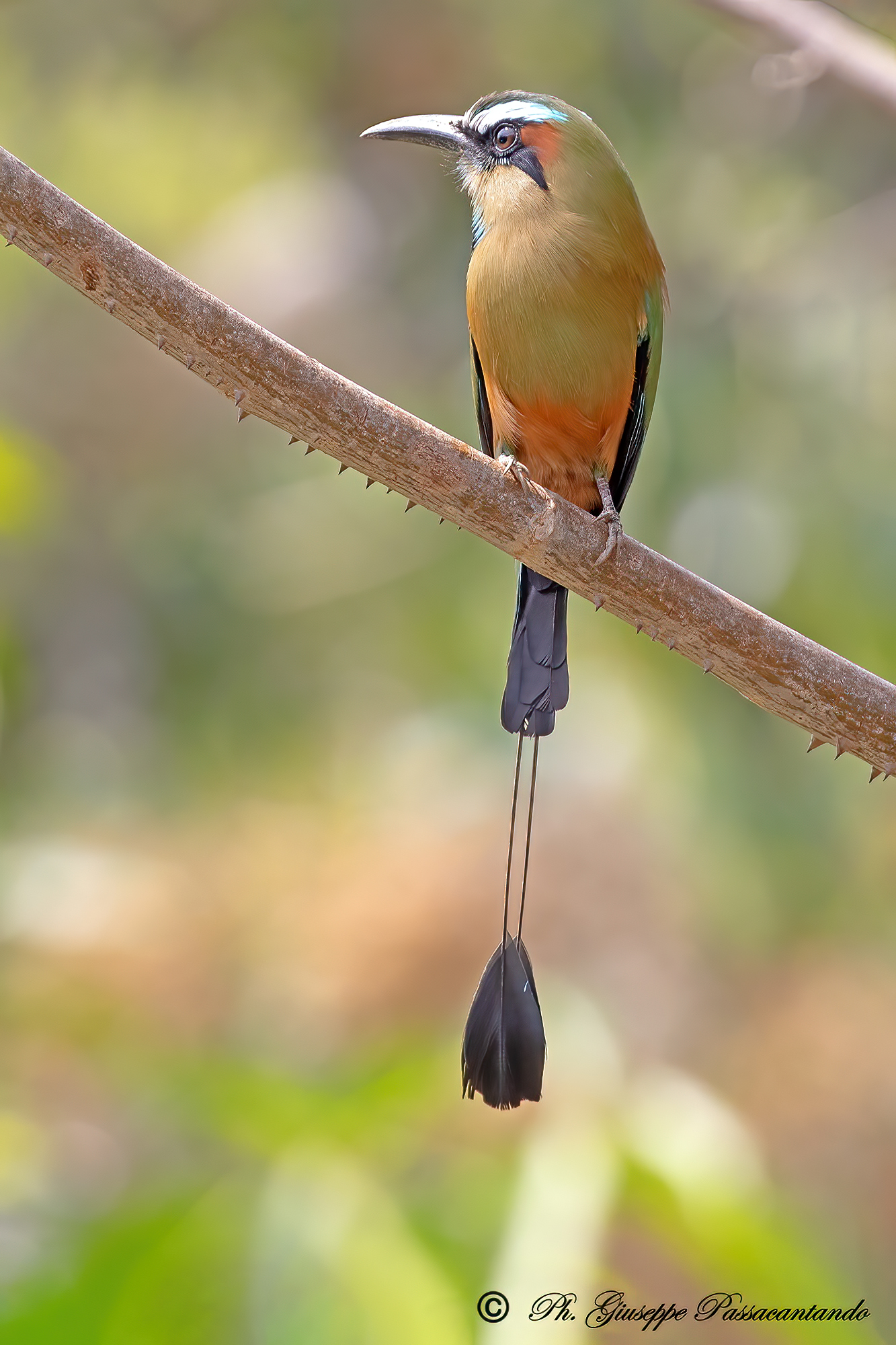 torquite browed motmot