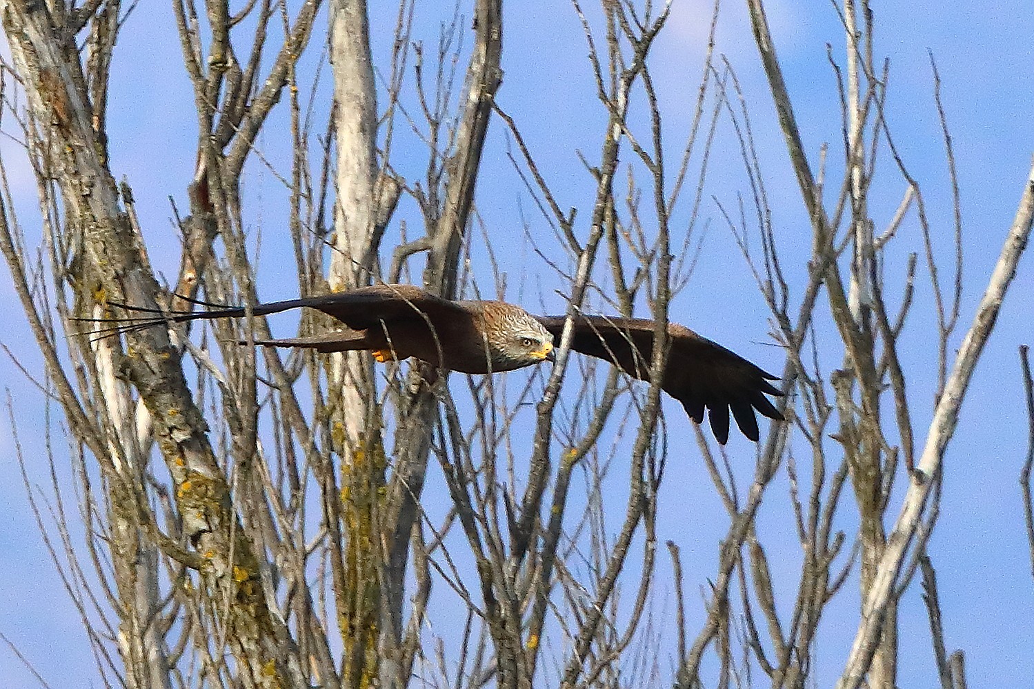 Nibbio bruno 29 marzo 2025 - 0324