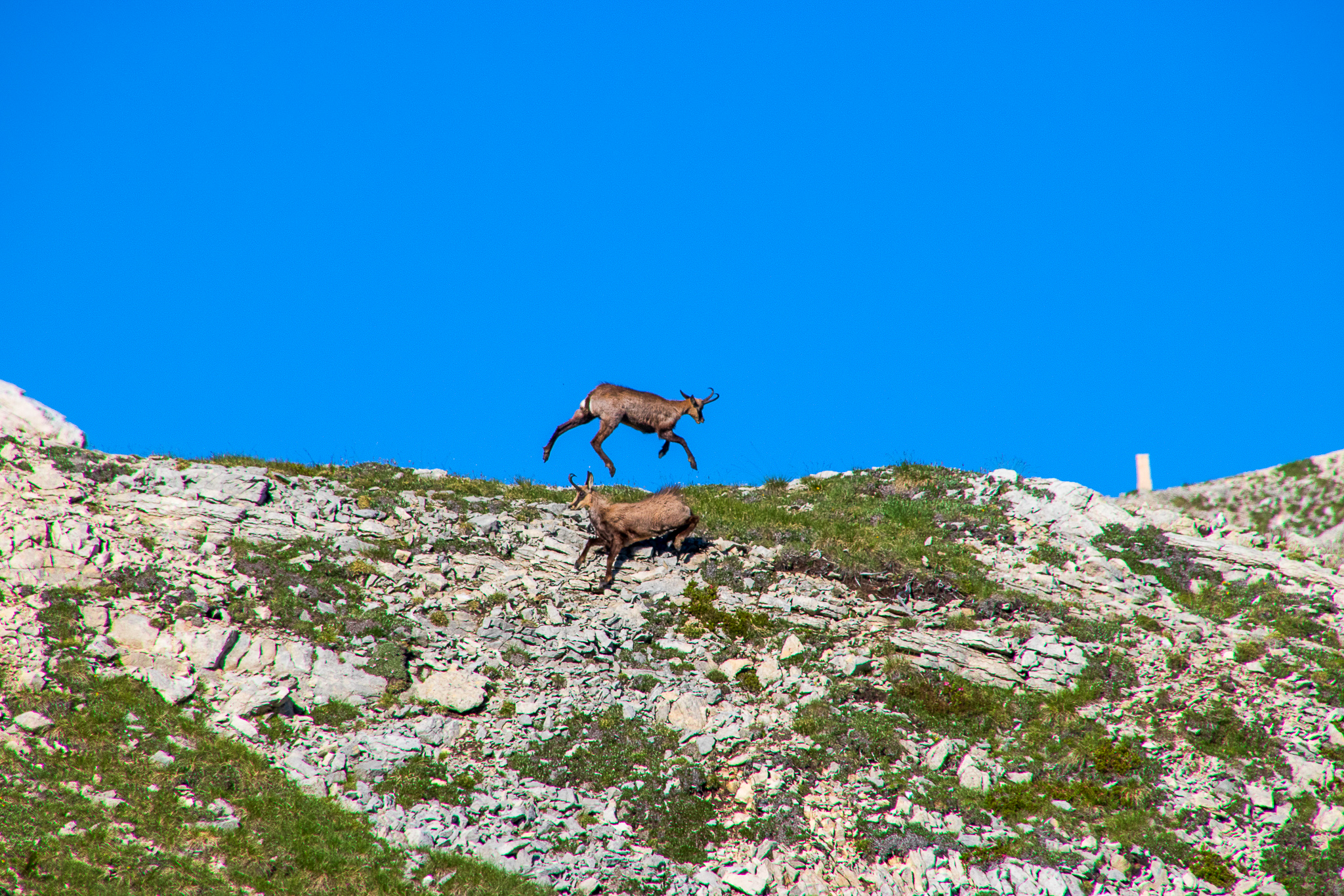 Giocare alla cavallina