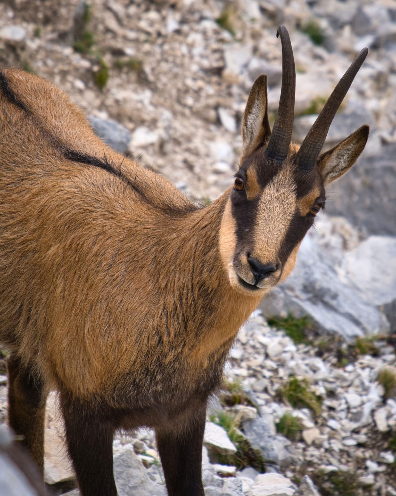 Camoscio sul Gran Sasso