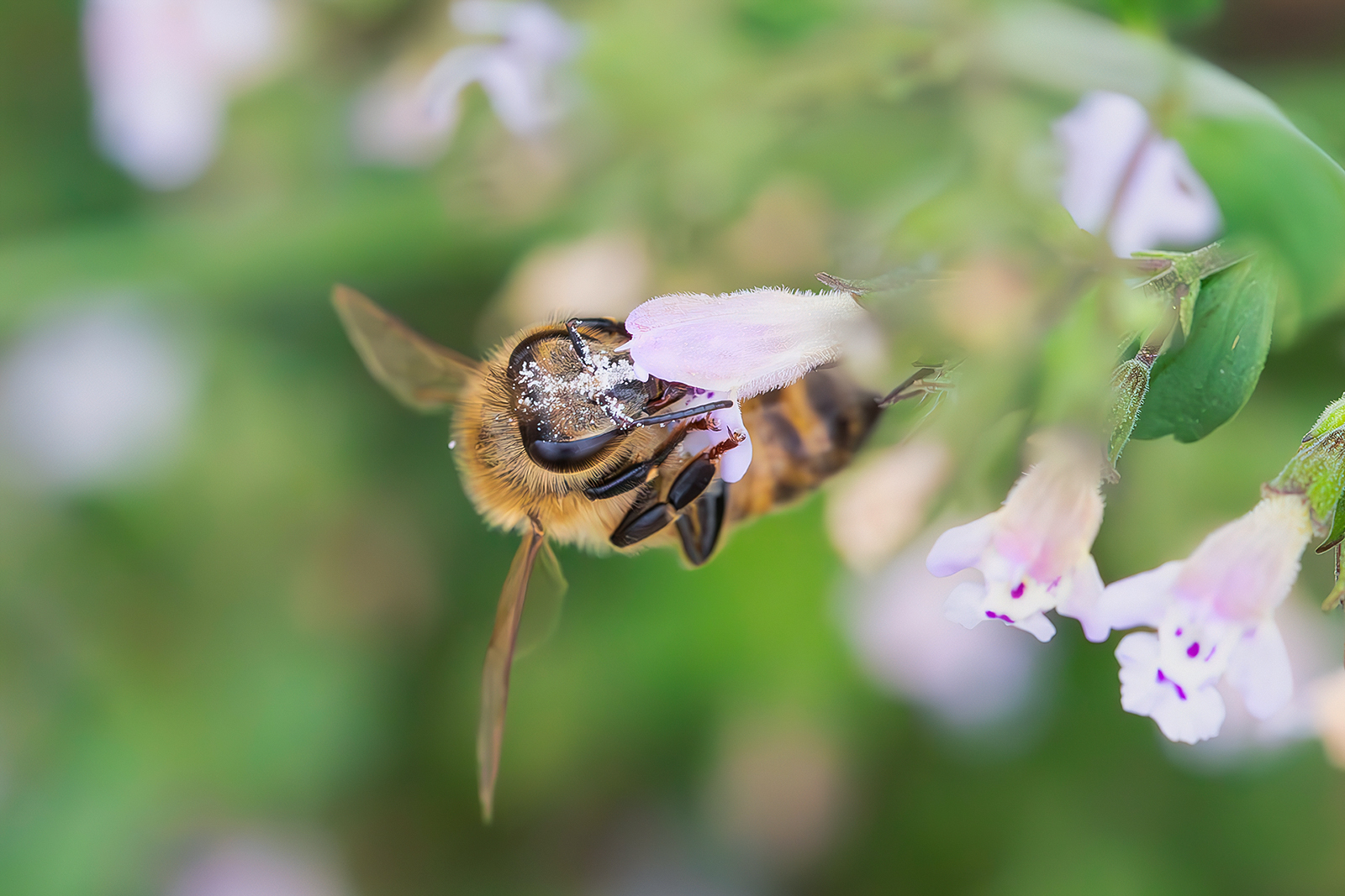 Bee