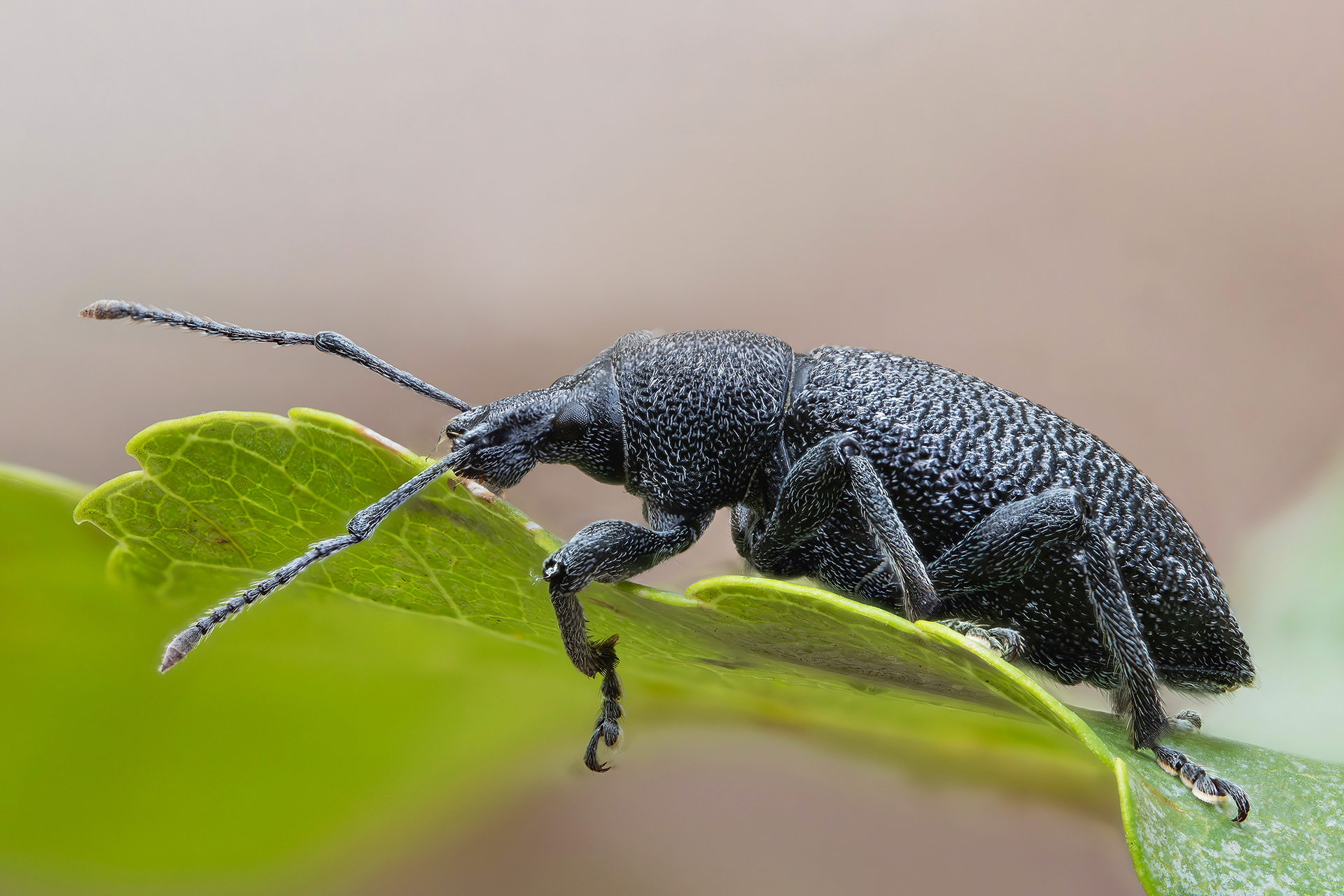 Otiorhynchus sp. z o.o.