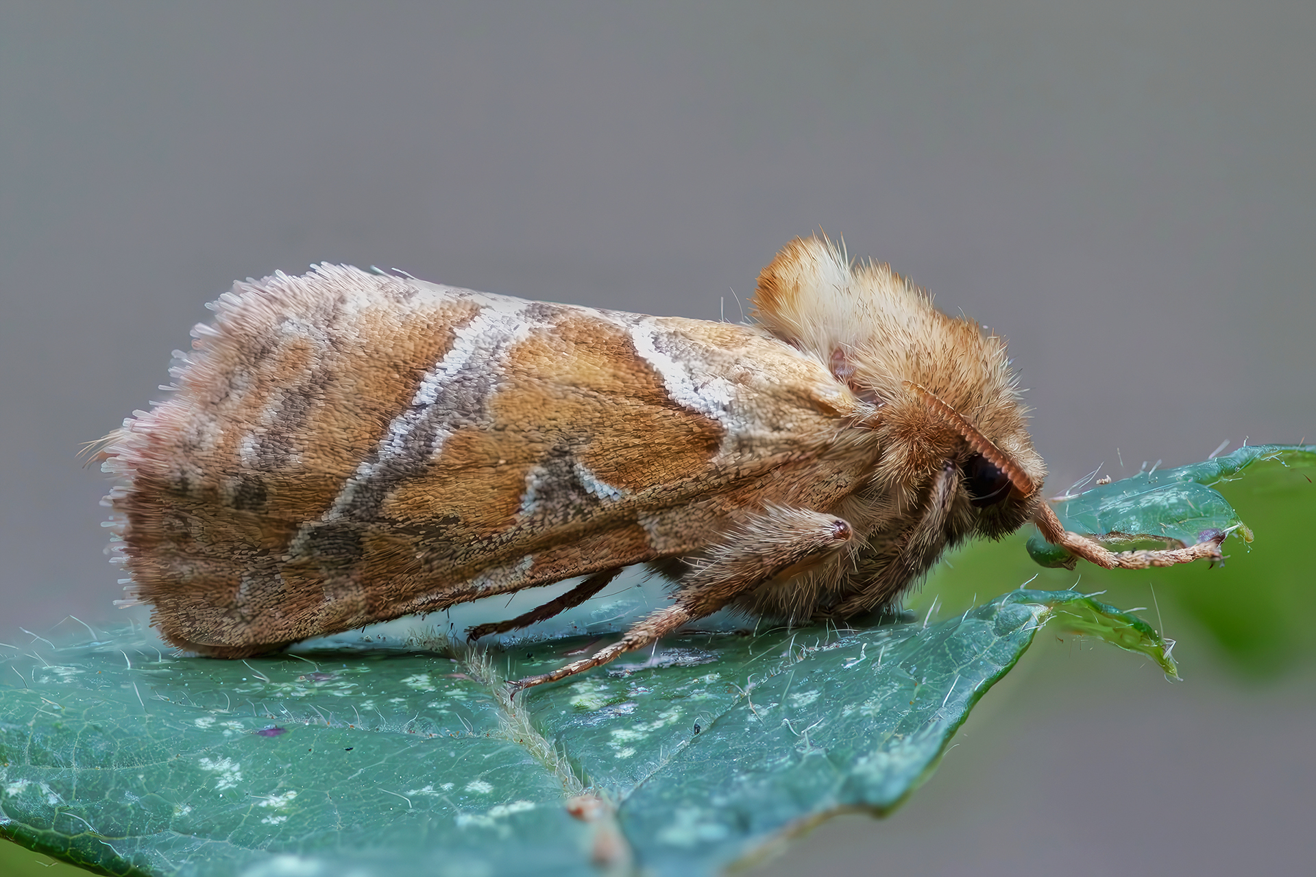 Triodia sylvina